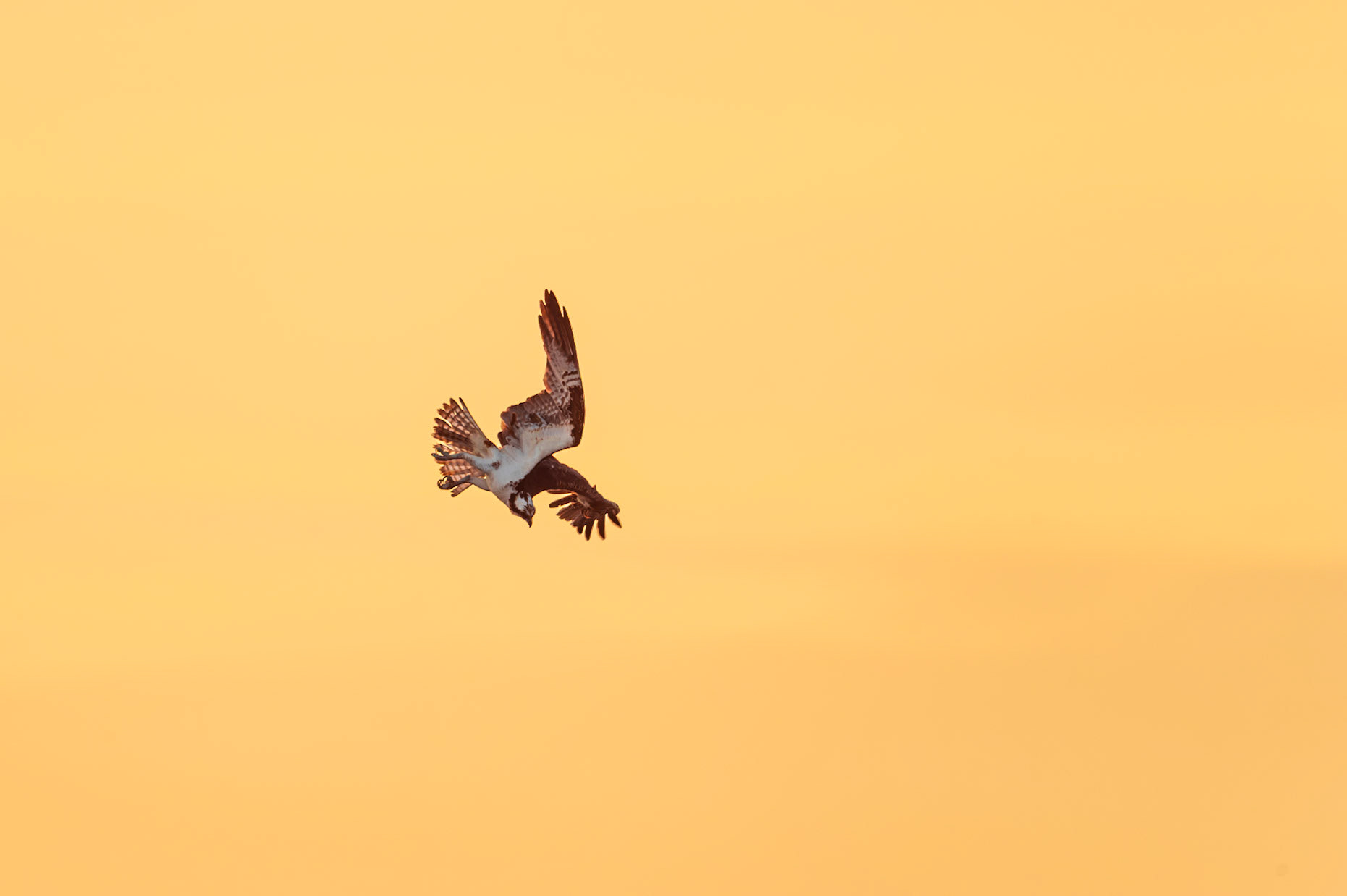 Osprey in flight
