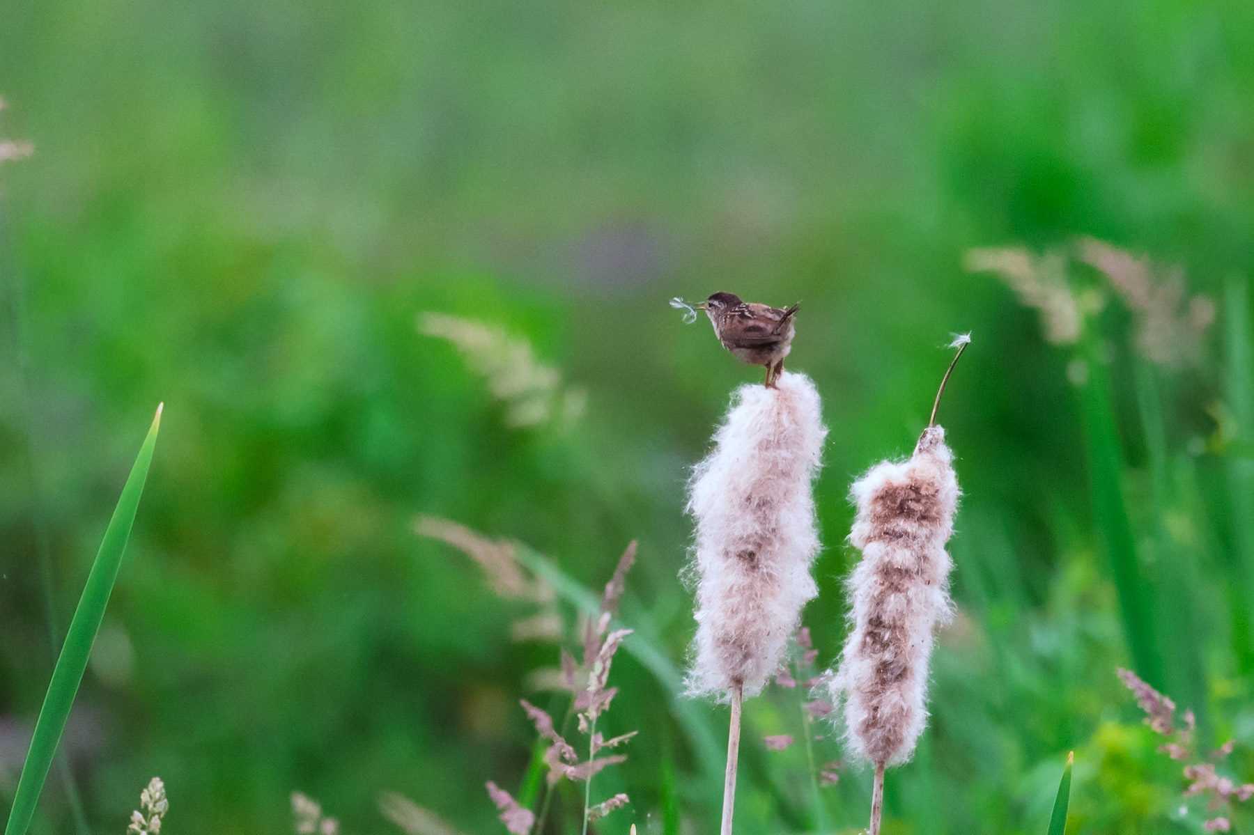 Marsh Wren