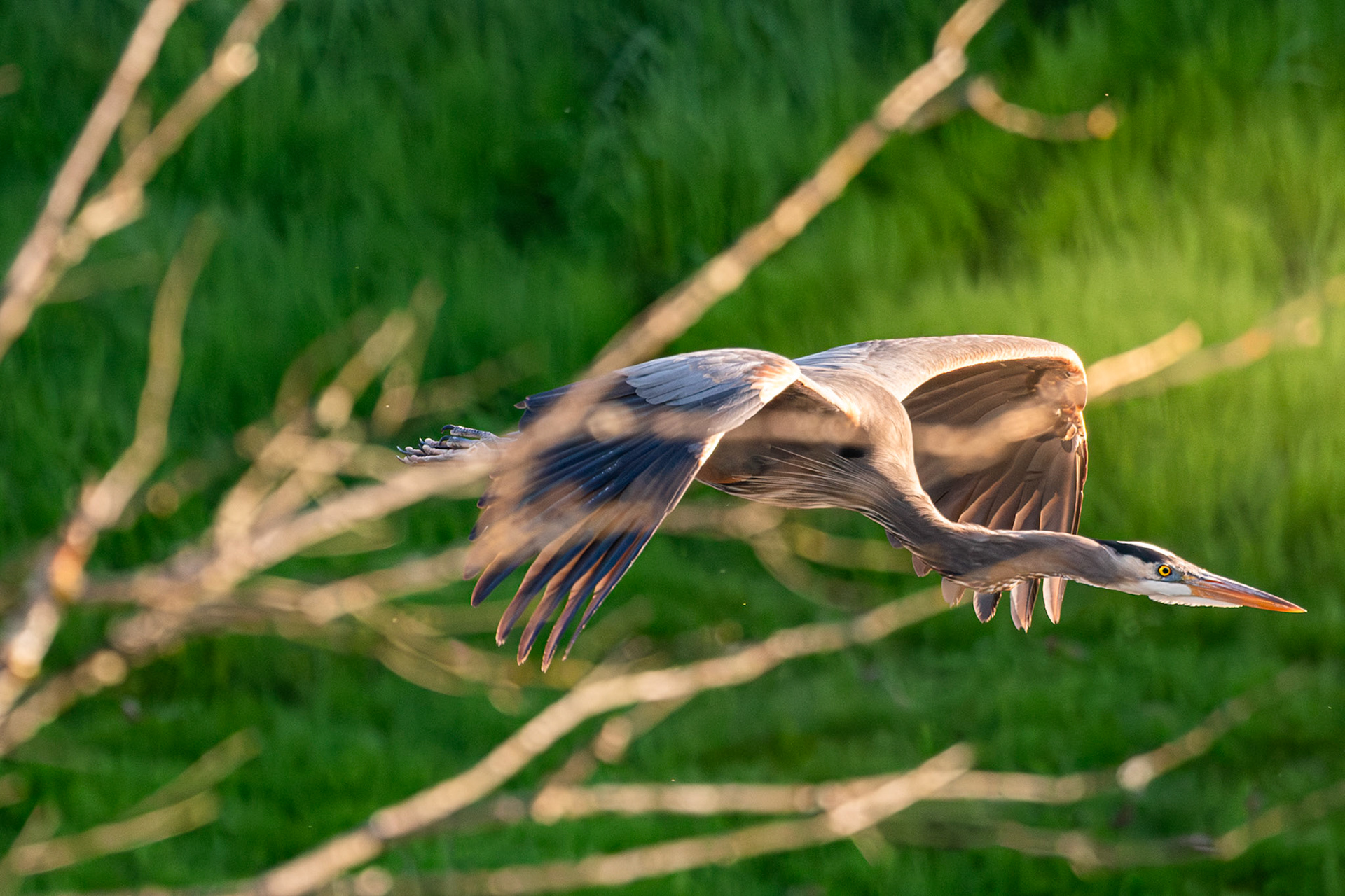 Blue heron in flight