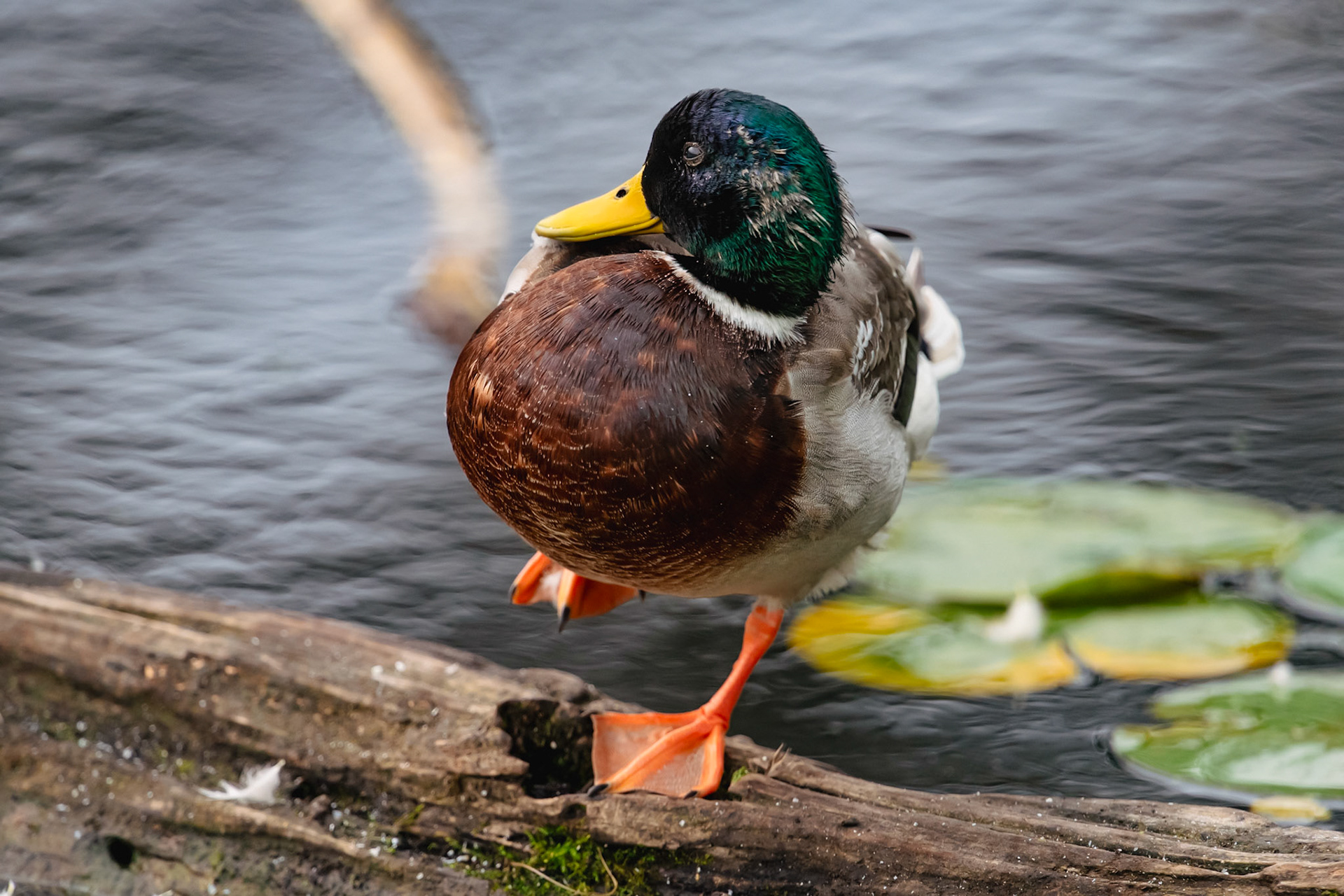 Mallard