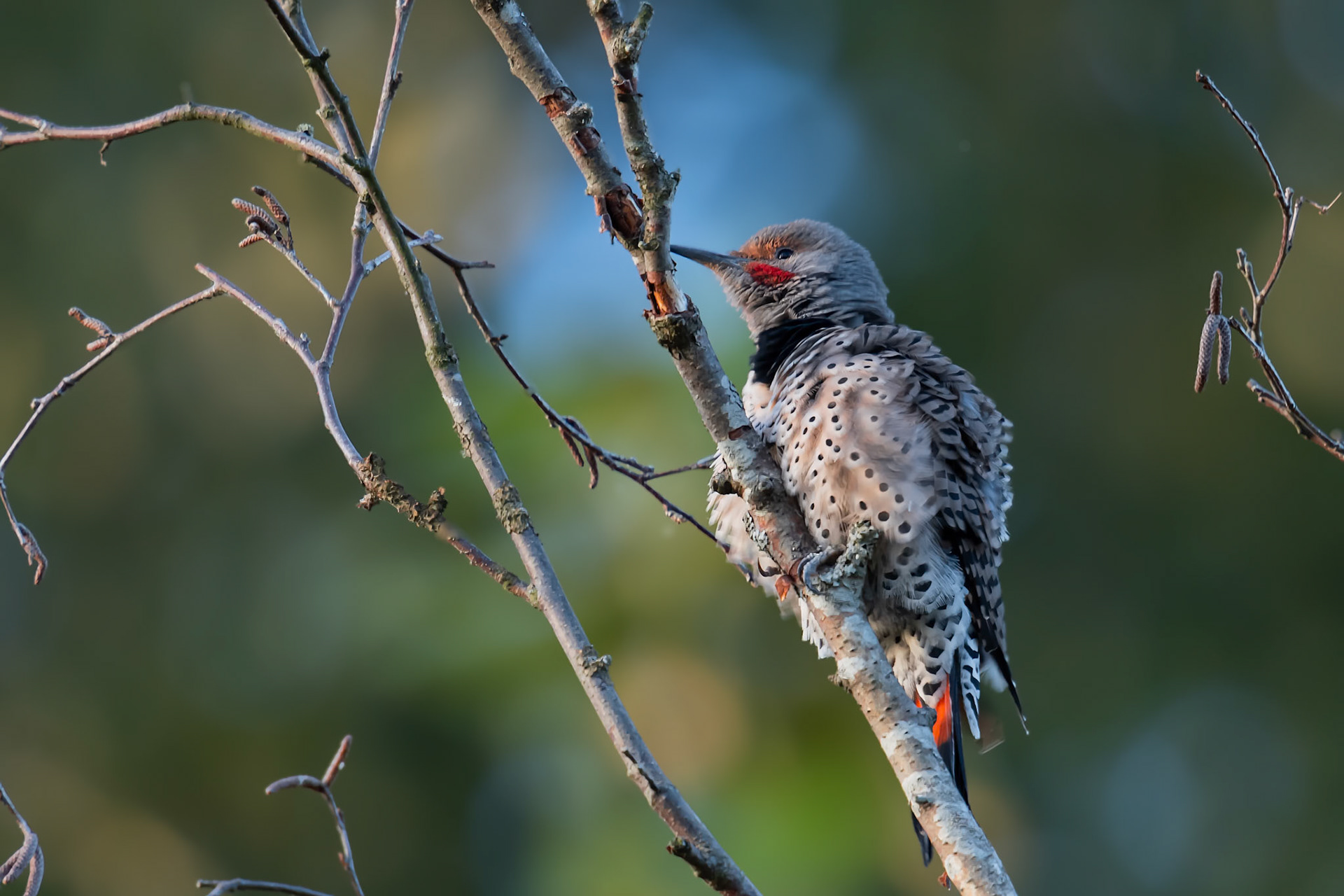 Northern Flicker