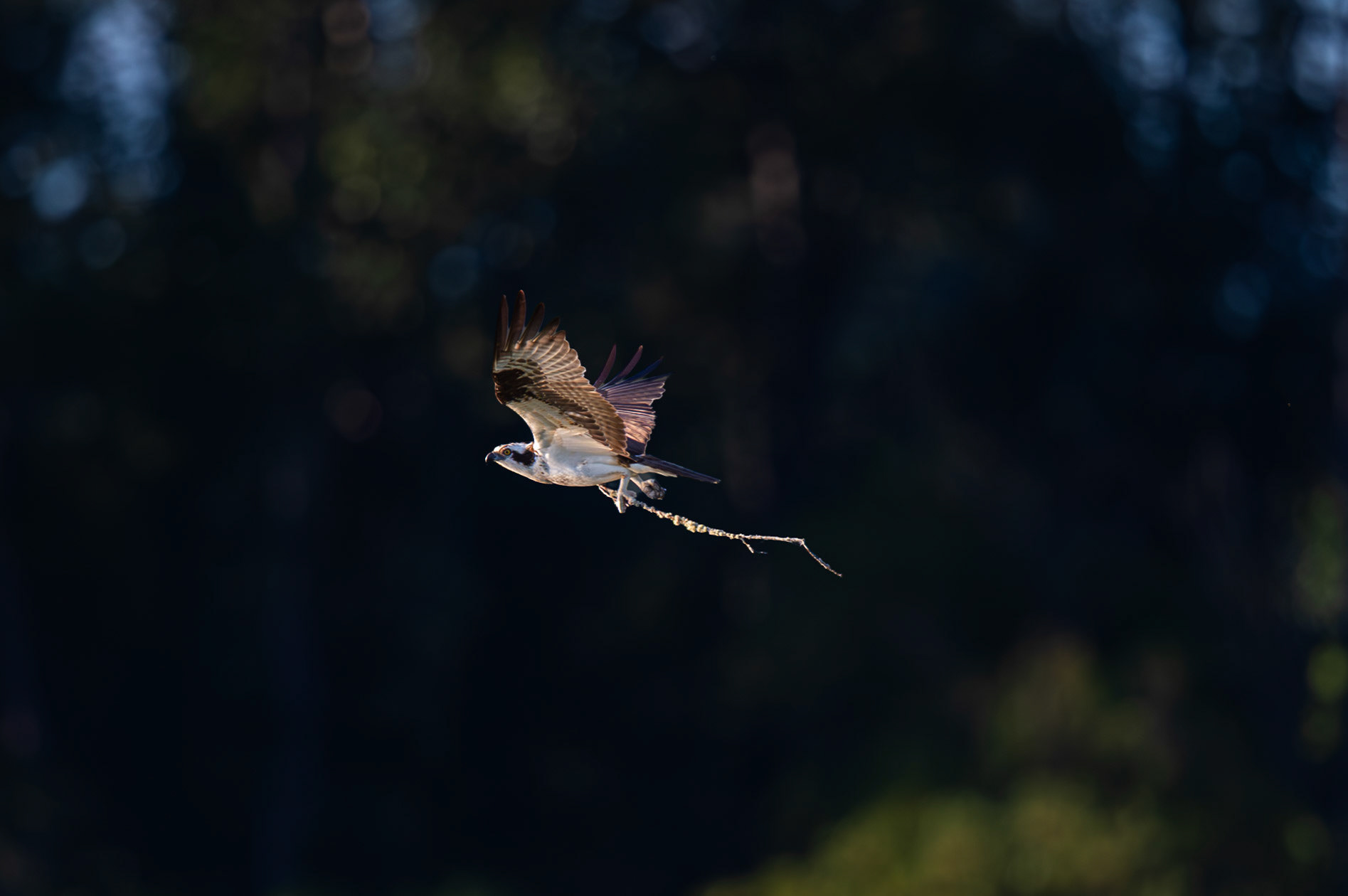 An OSprey flying with a stick