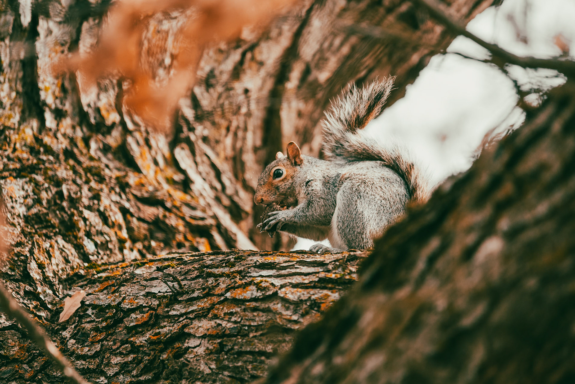 Squirrel