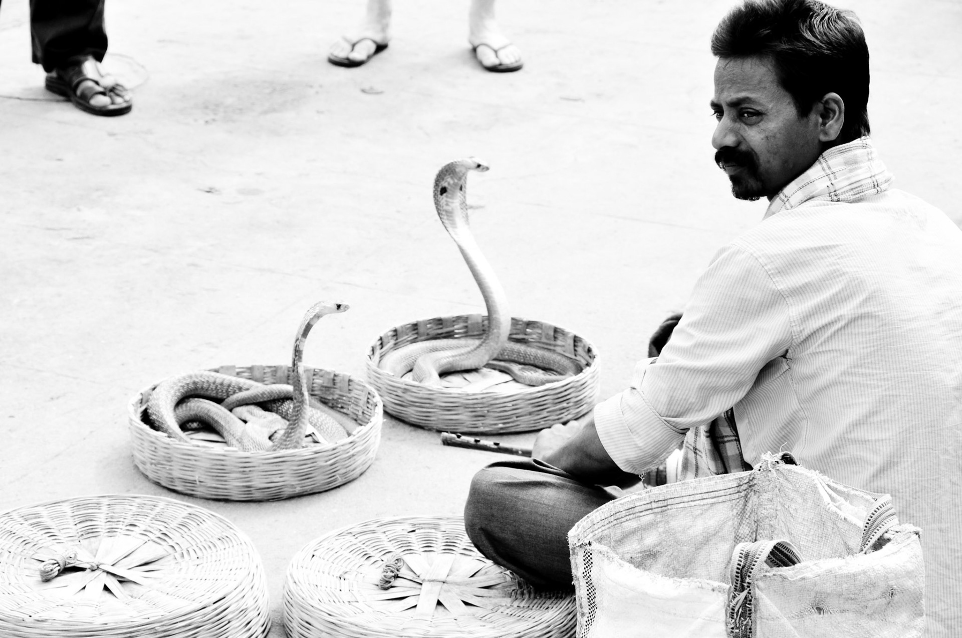 Snake Charmer