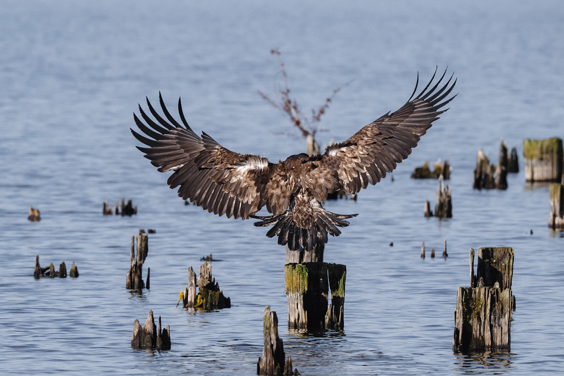 Juvenile Bald Eagle Landing