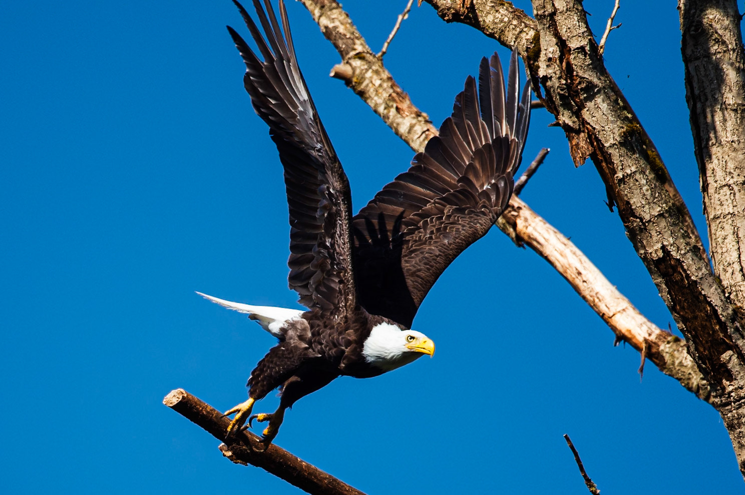 Bald Eagle Taking off