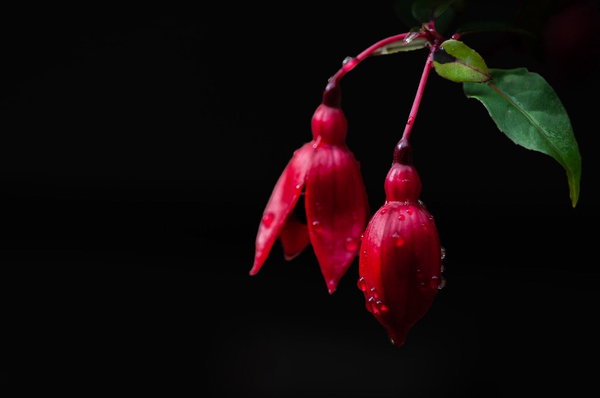 Fuchsia