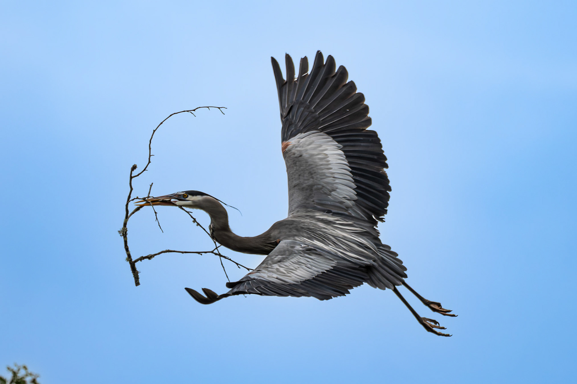 Great Blue Heron in flight