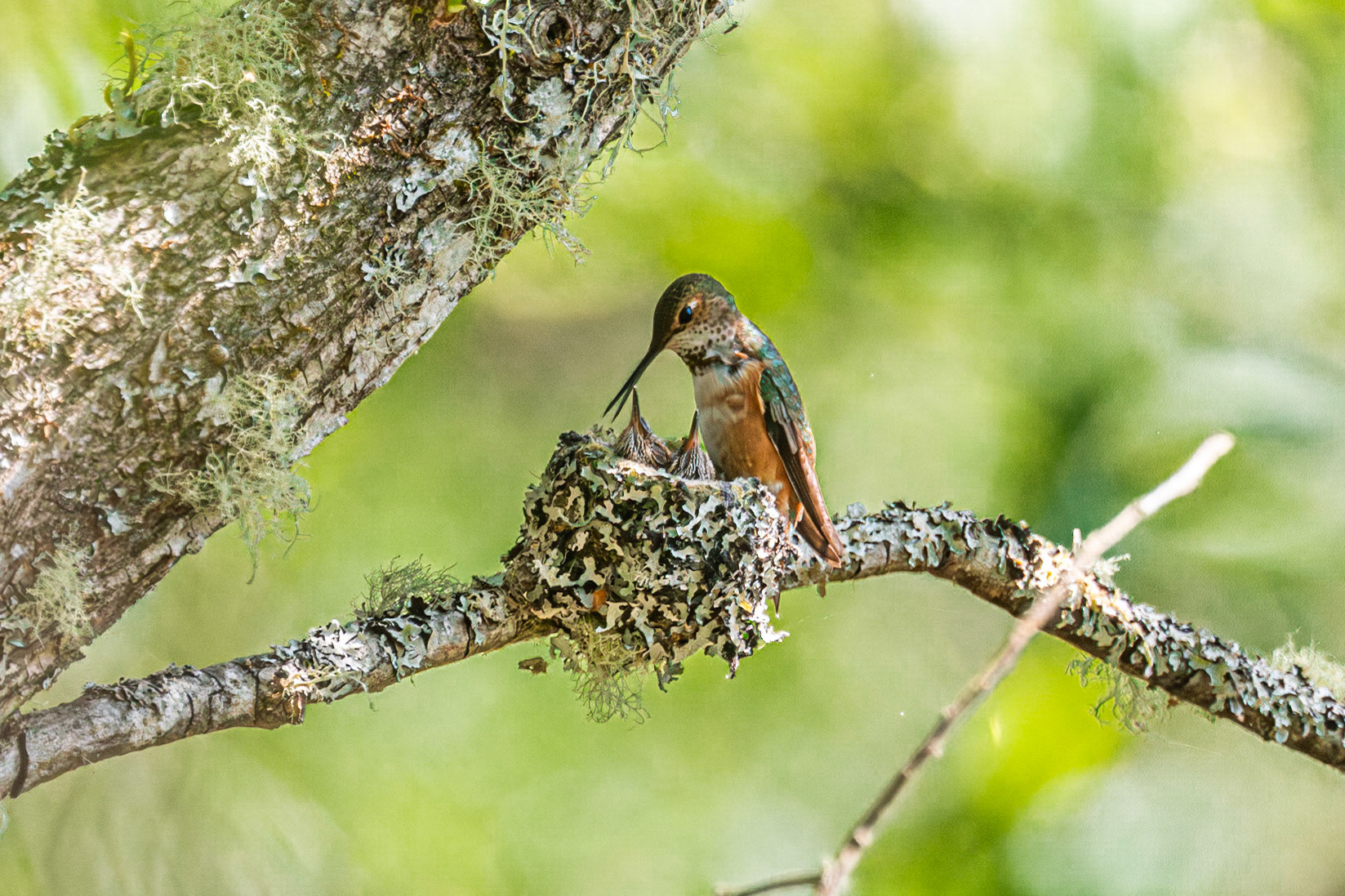 Rufus Hummingbird feeding babies