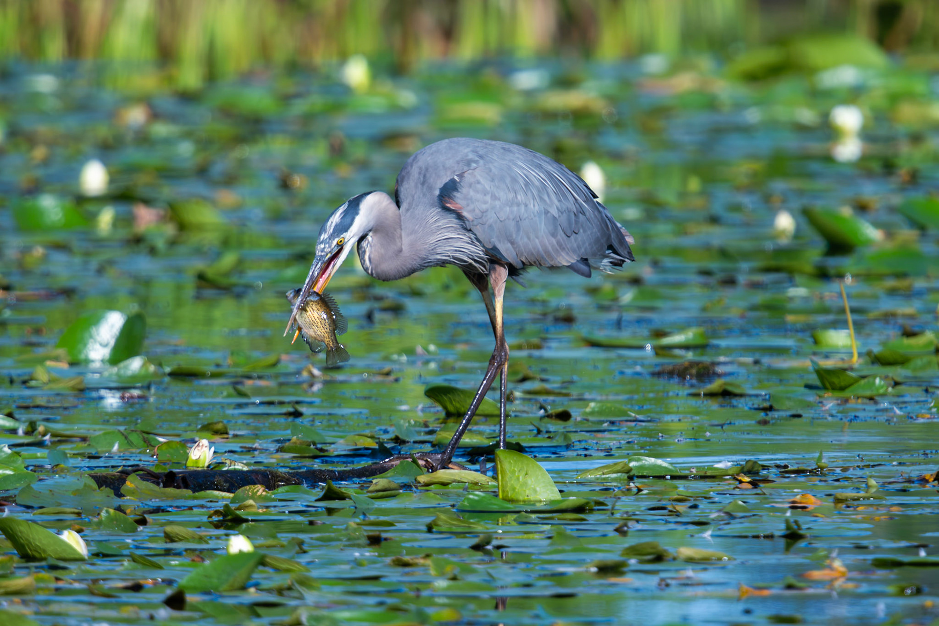 Great Blue Heron catching a fish