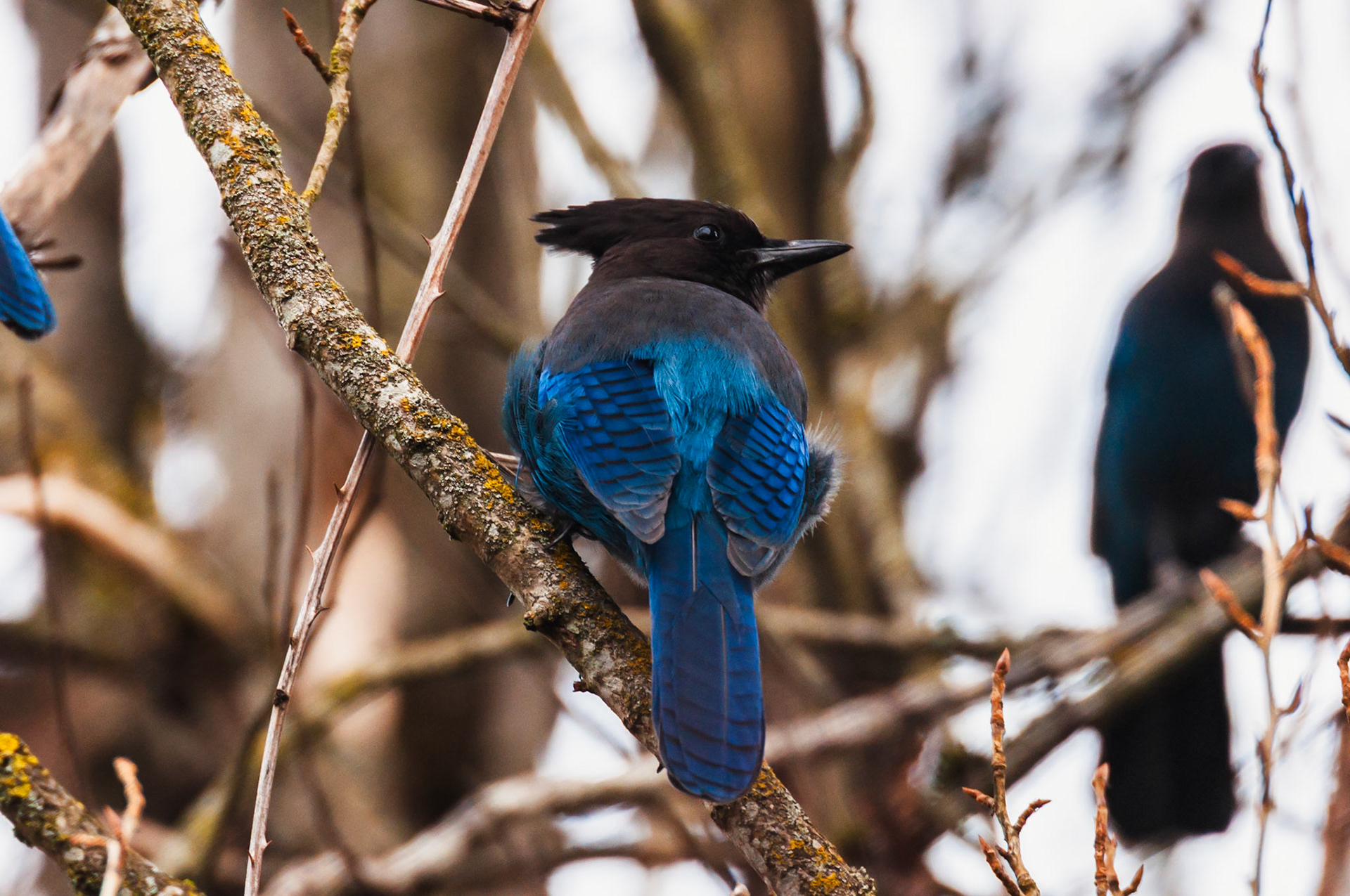 Steller's Jay