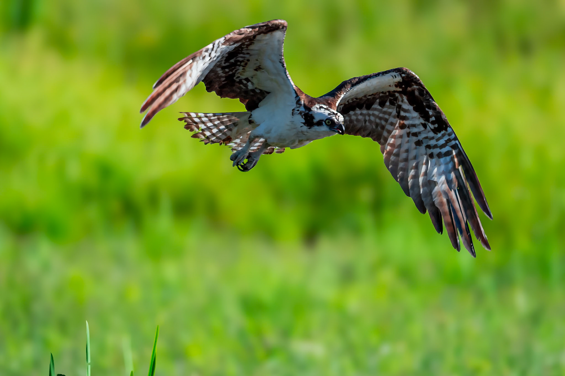 Osprey in flight