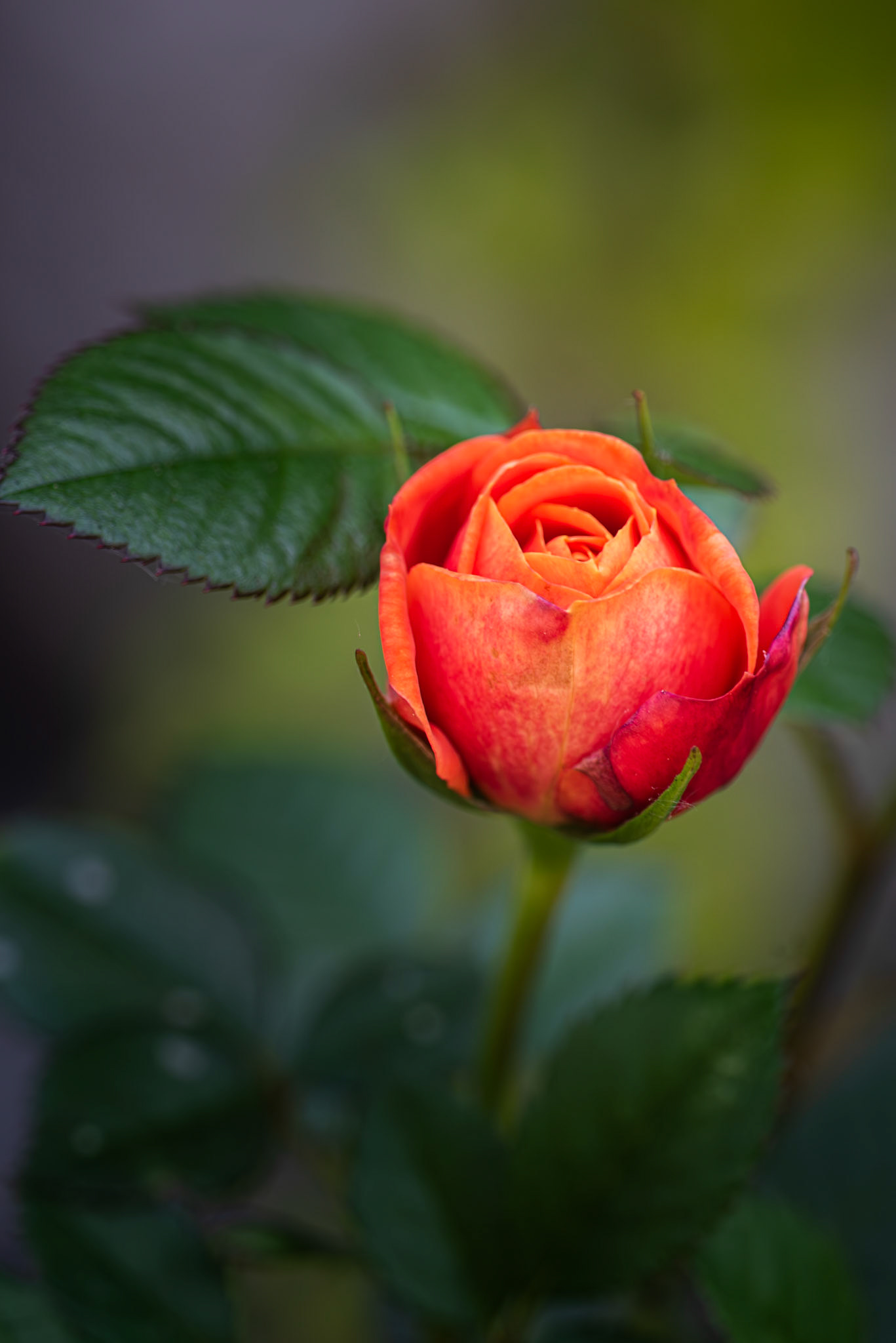 Just Joey: Rose