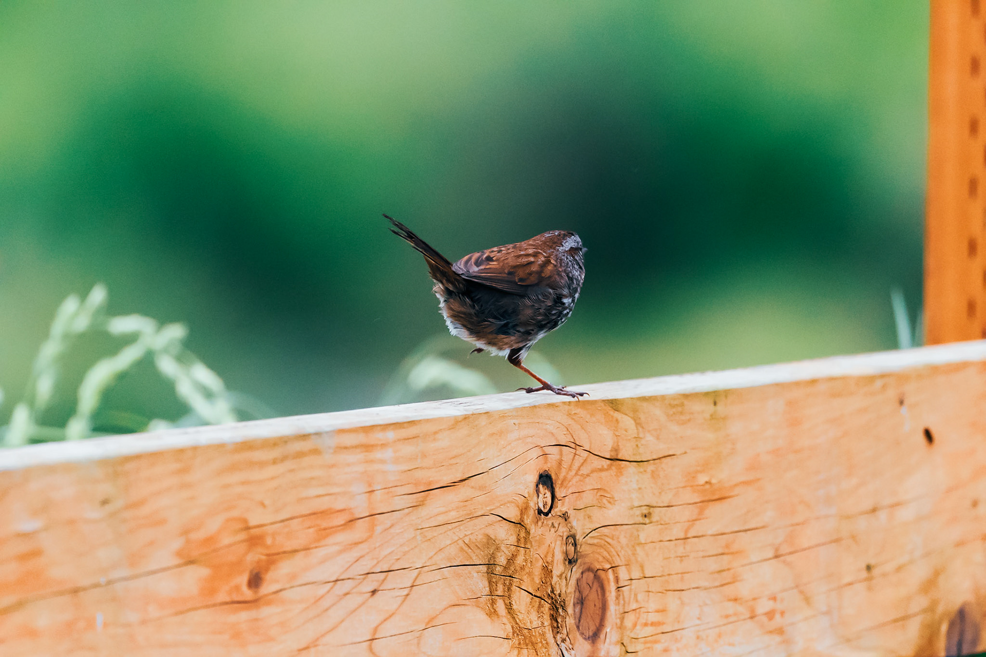 Sparrow hopping along