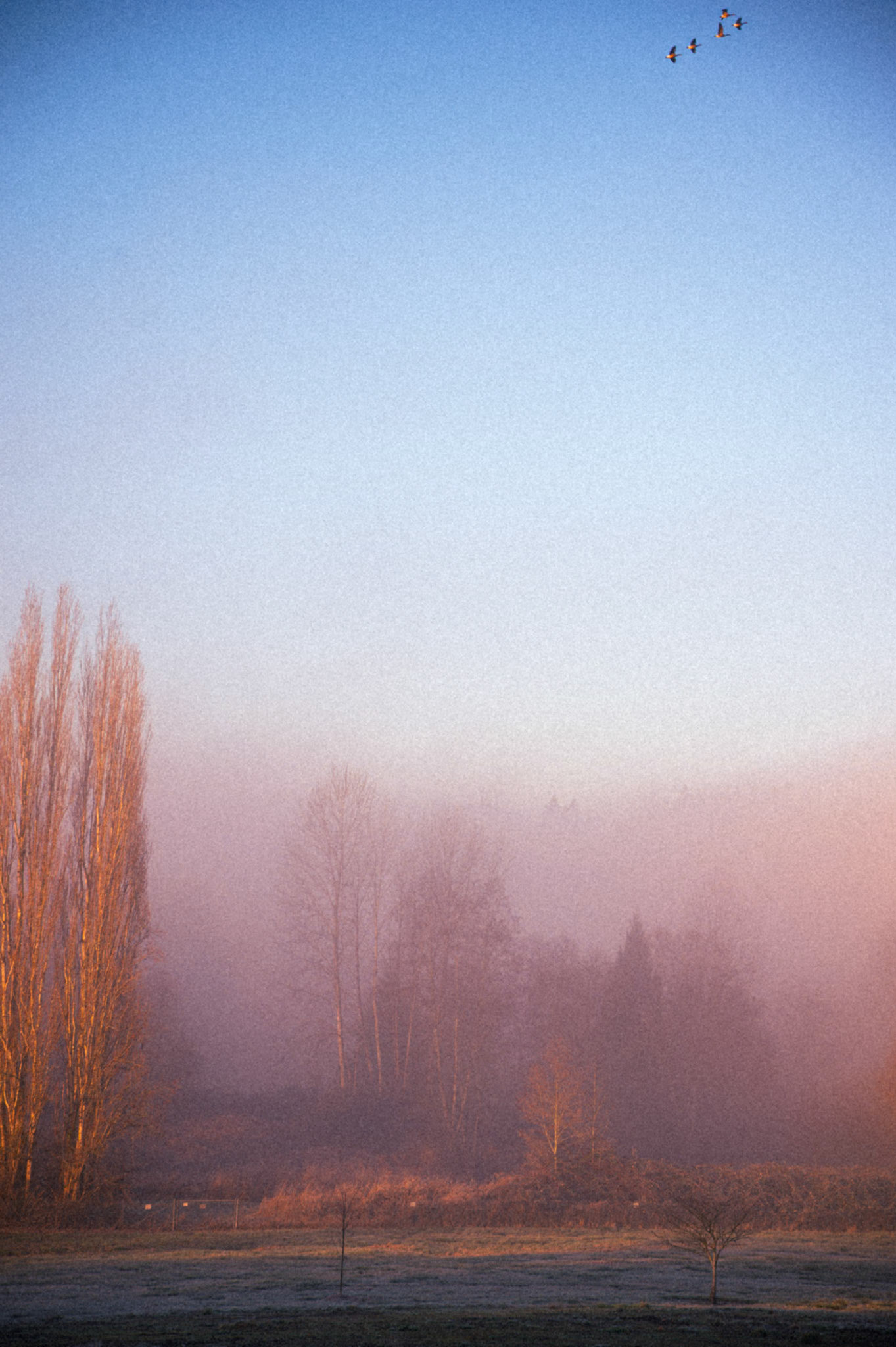 Foggy morning in Redmond