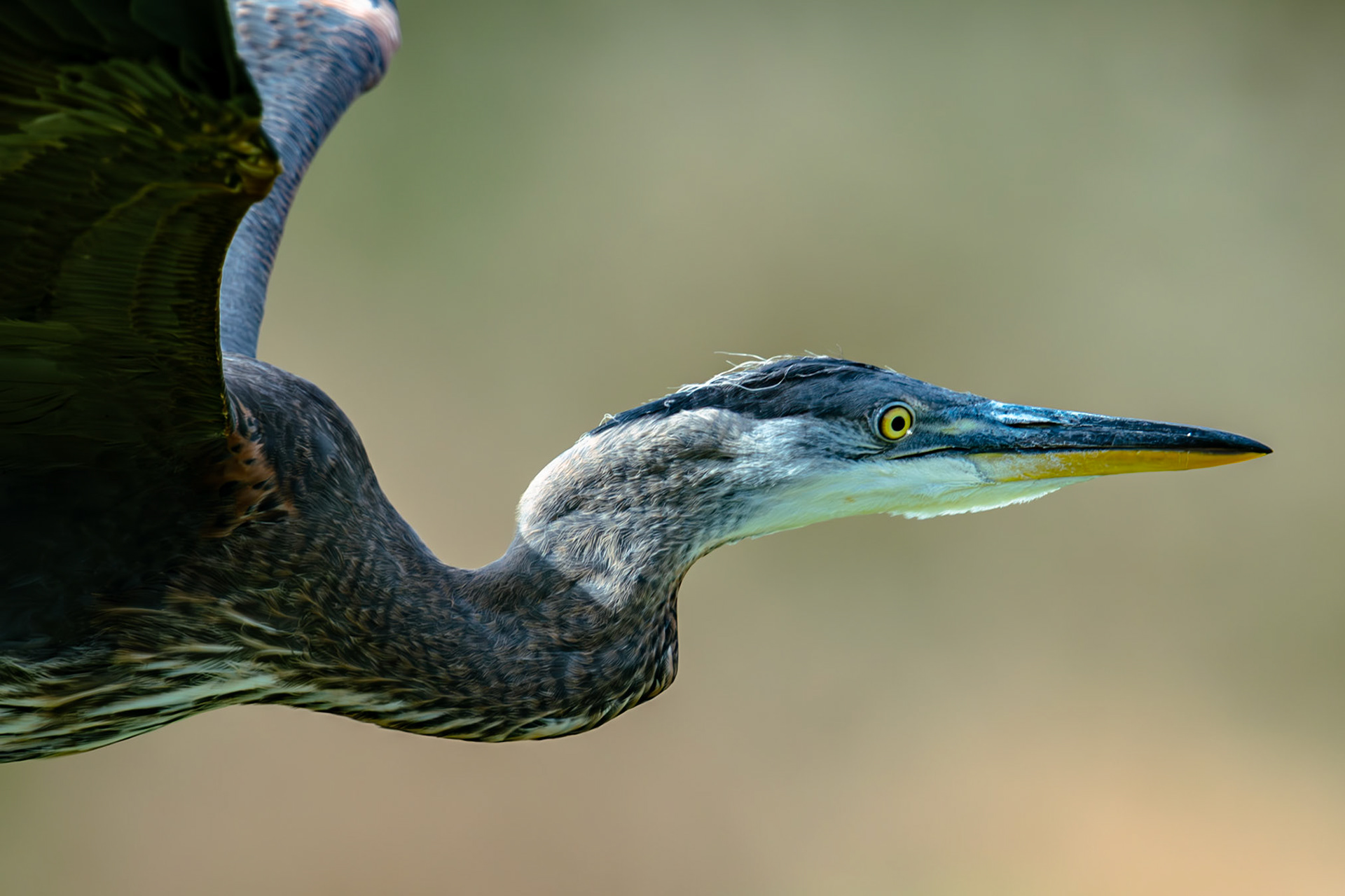 Great Blue Heron in flight