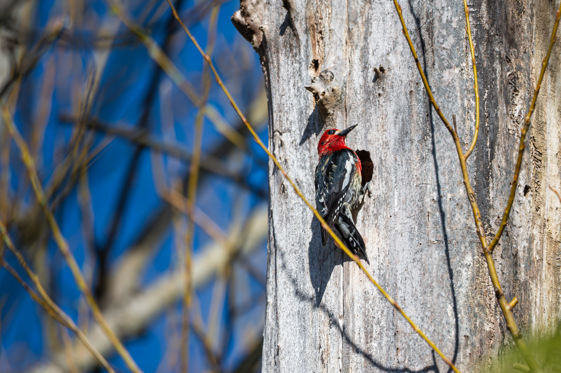 Red Breasted Sapsucker