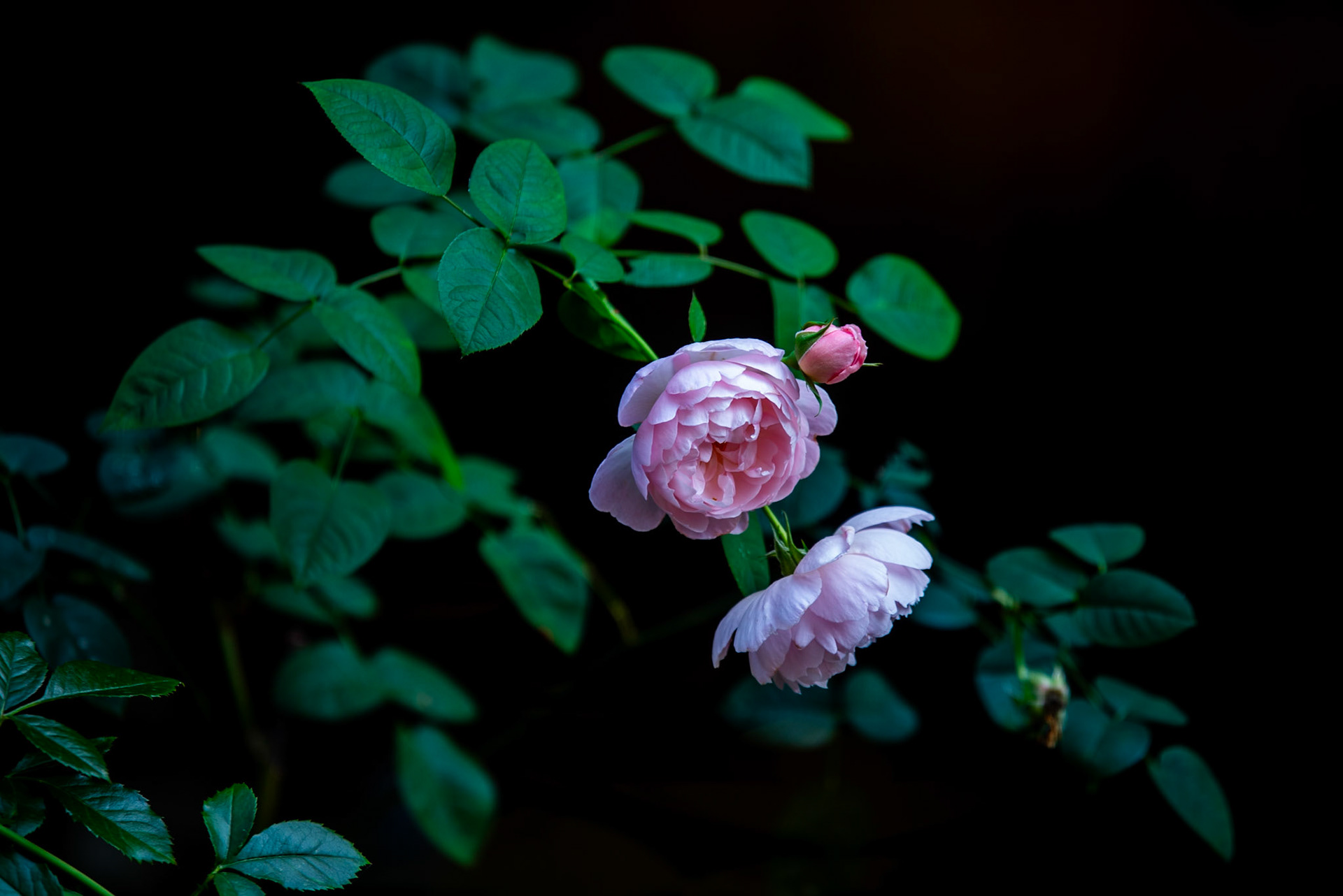 Gentle Germione (Rose)