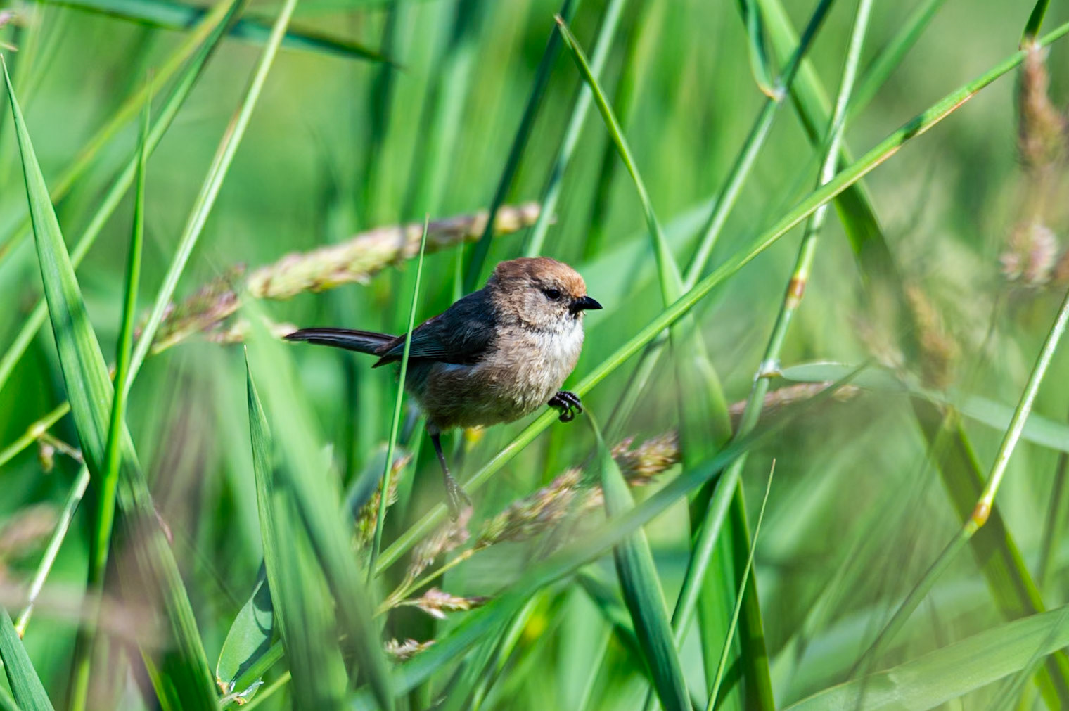 American Bushtit