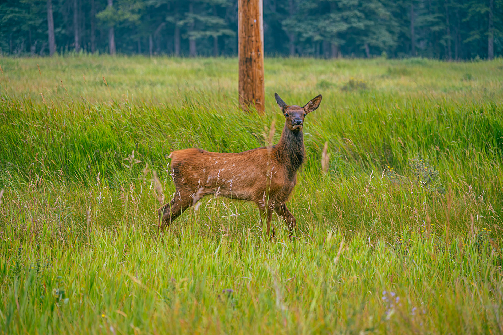 Young Elk