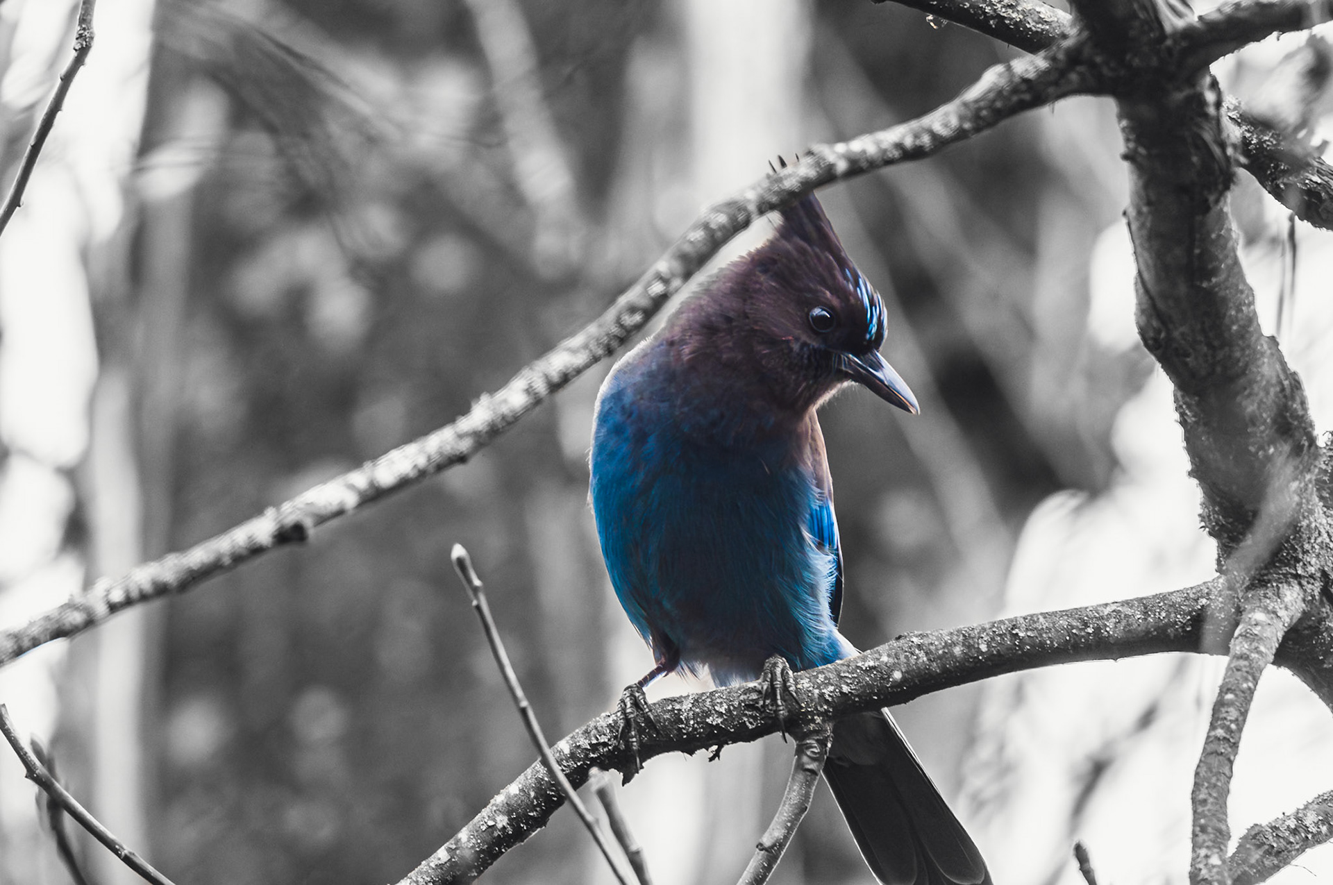 Steller's Jay
