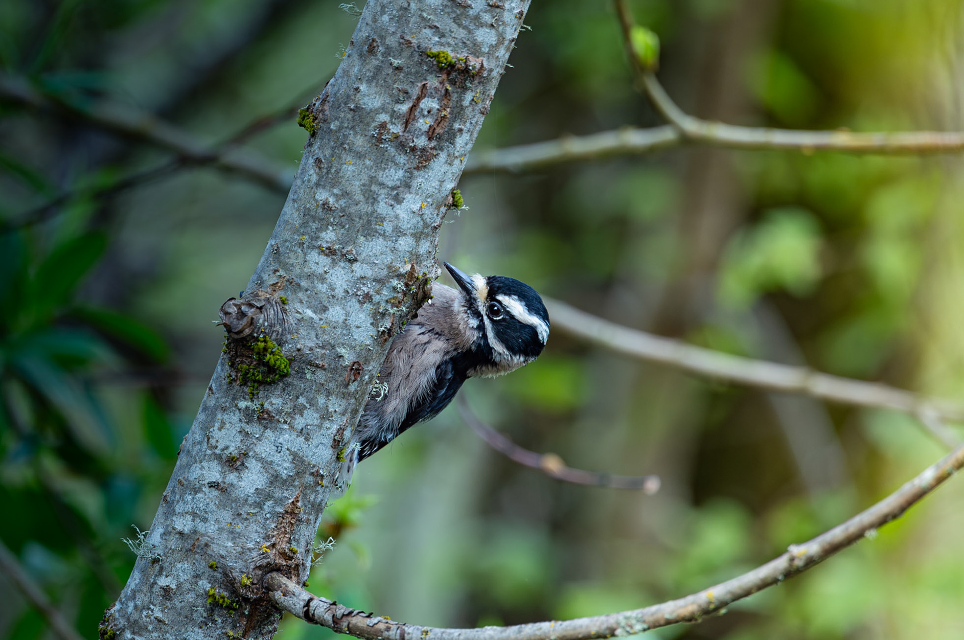 Downy Woodpecker