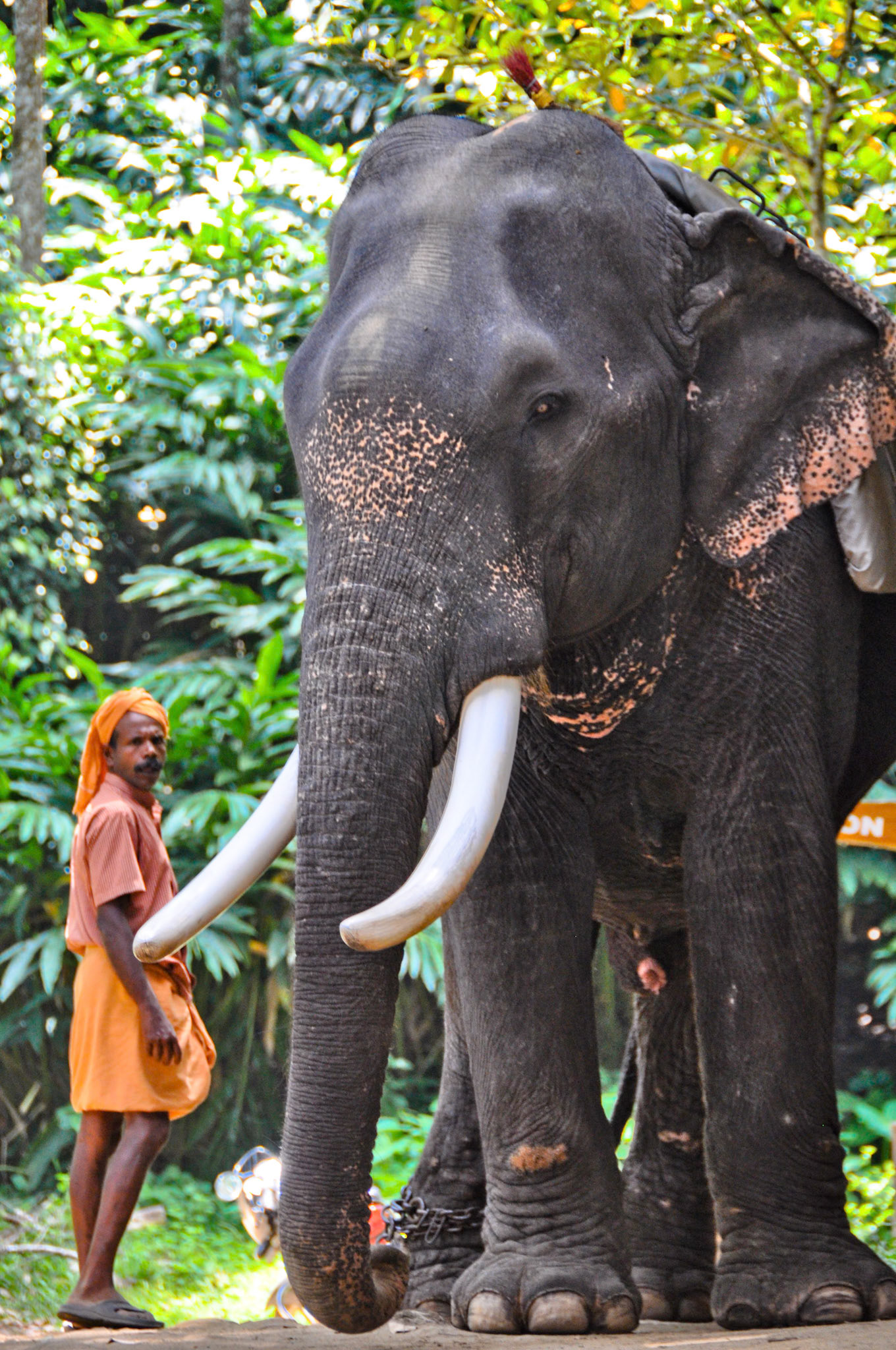Mahoot in Kerala