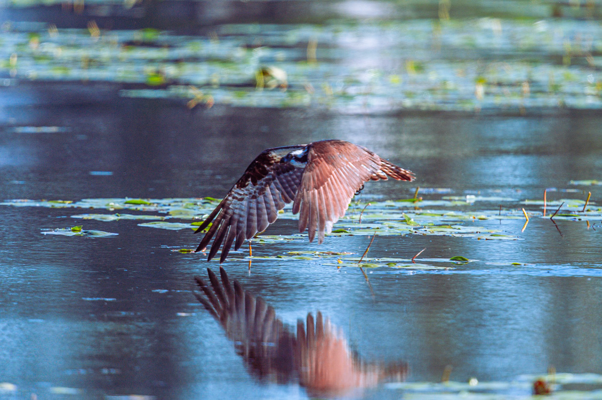 Osprey flying over water