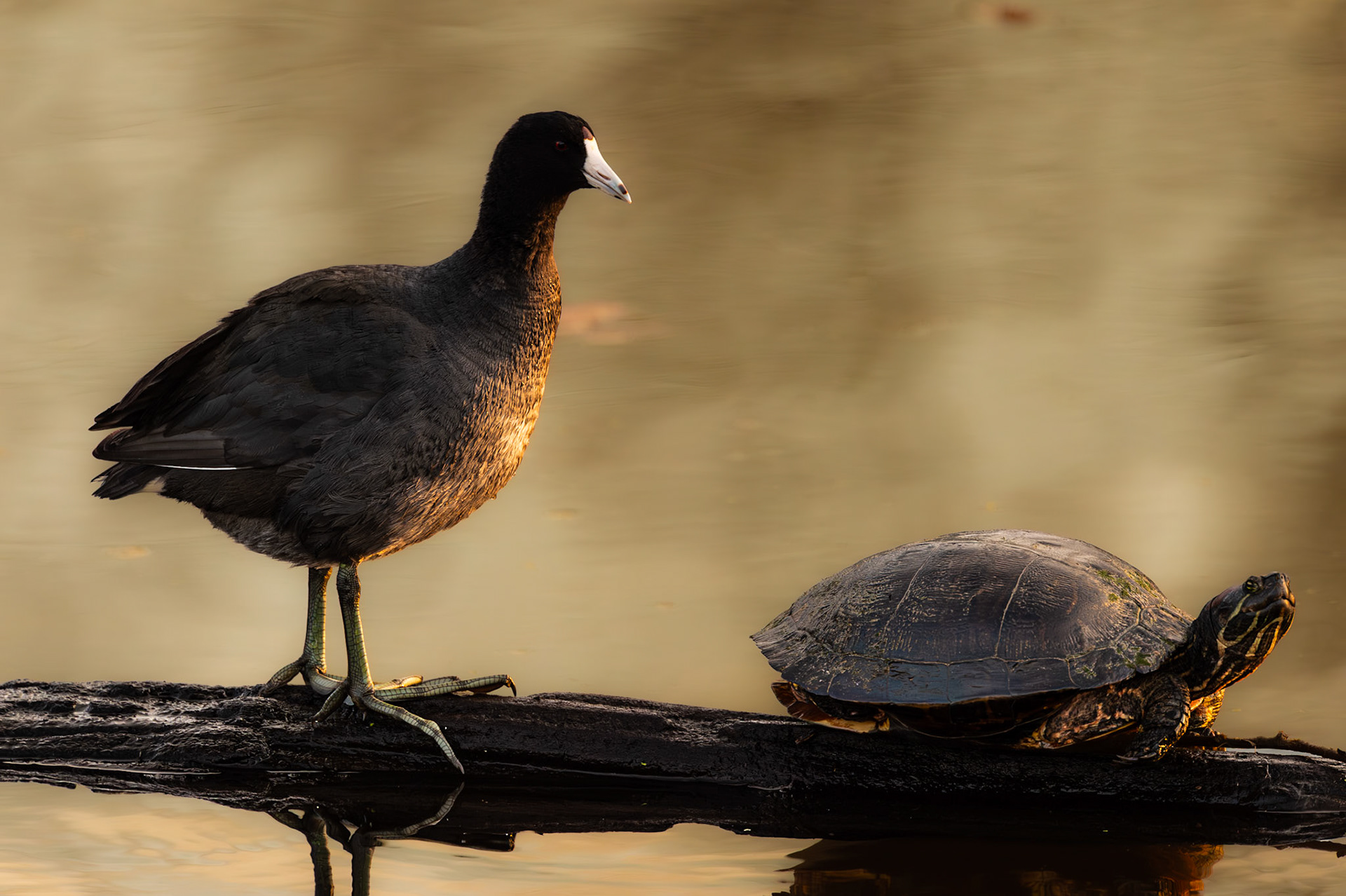 American Coot and a Turtle