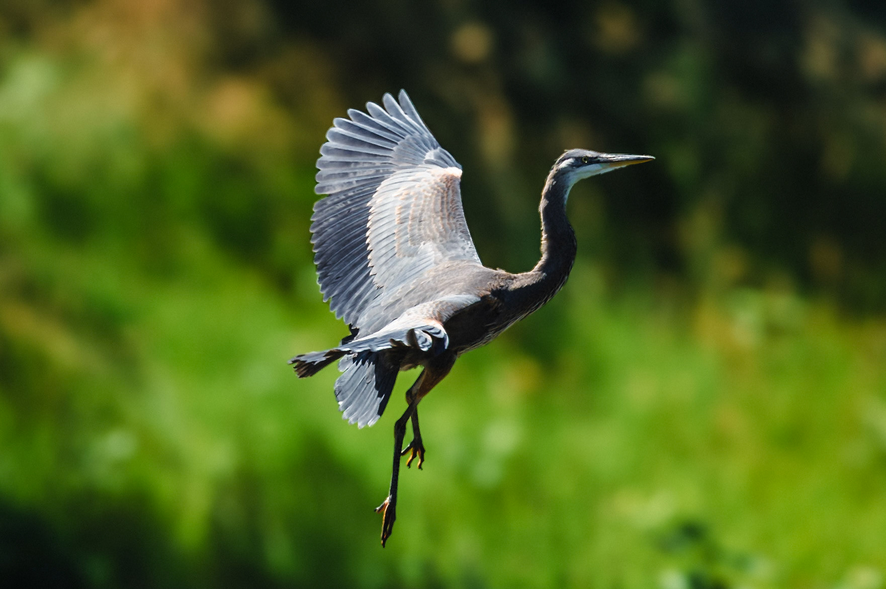 Blue heron in flight