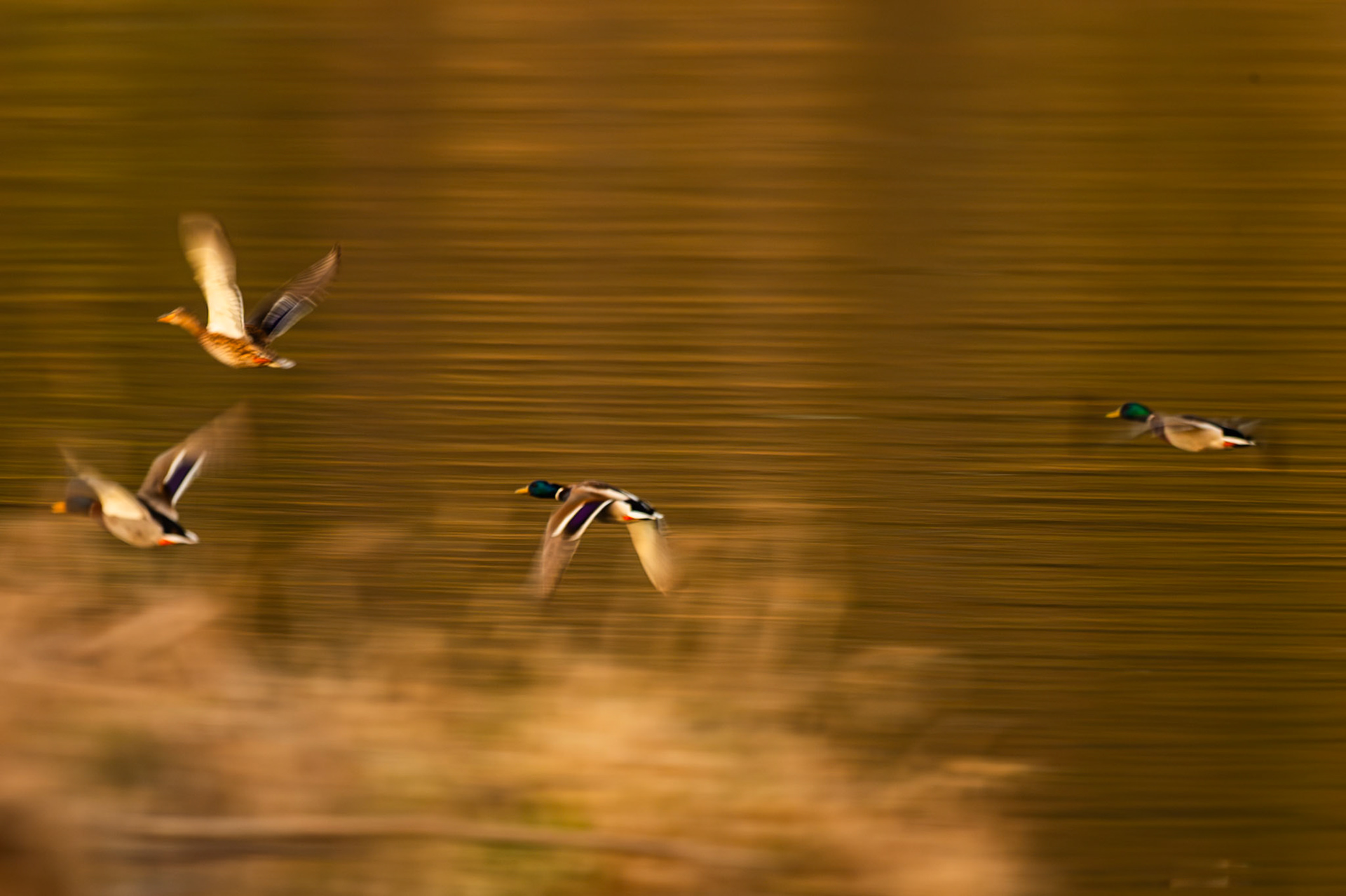 Mallards in flight