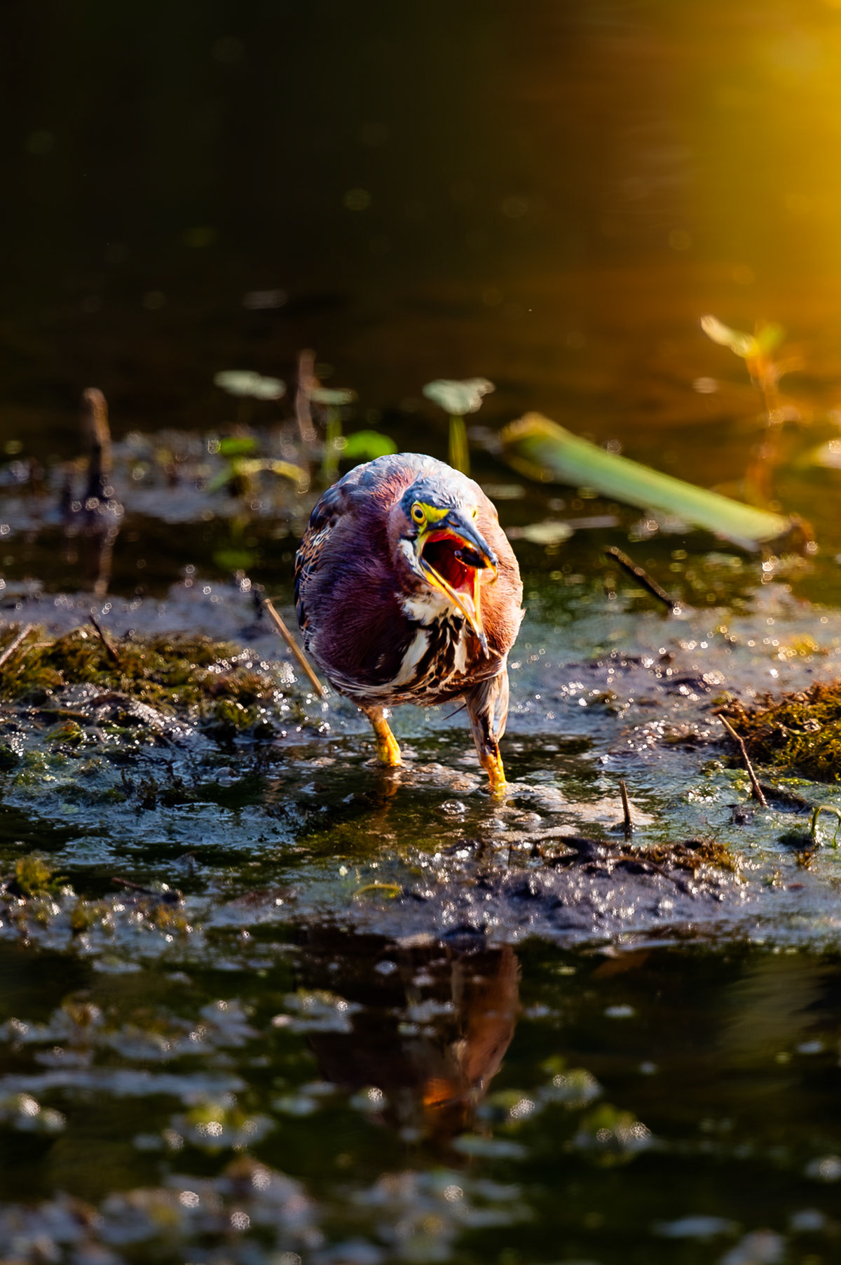 Green Heron