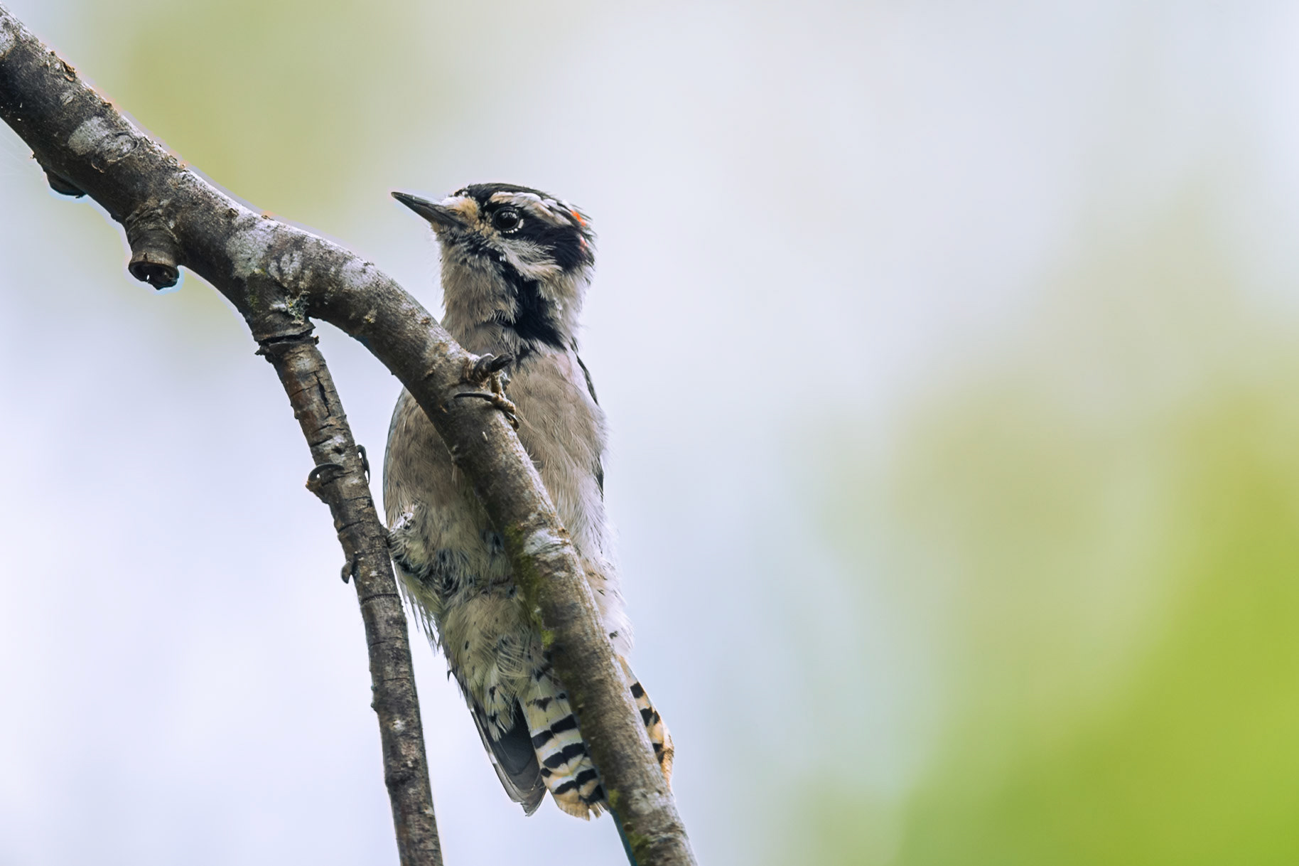 Downy Woodpecker