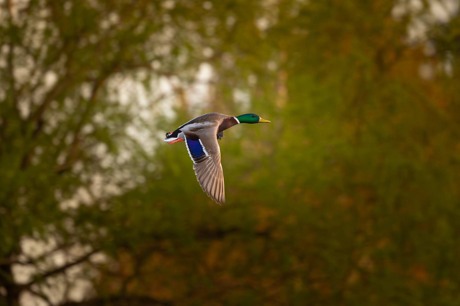 Mallards in flight