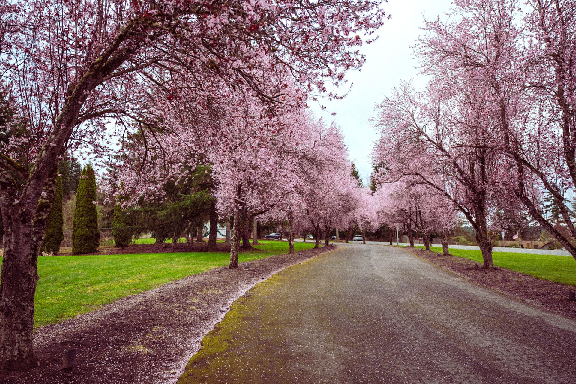 Cherry Blossom in Redmond