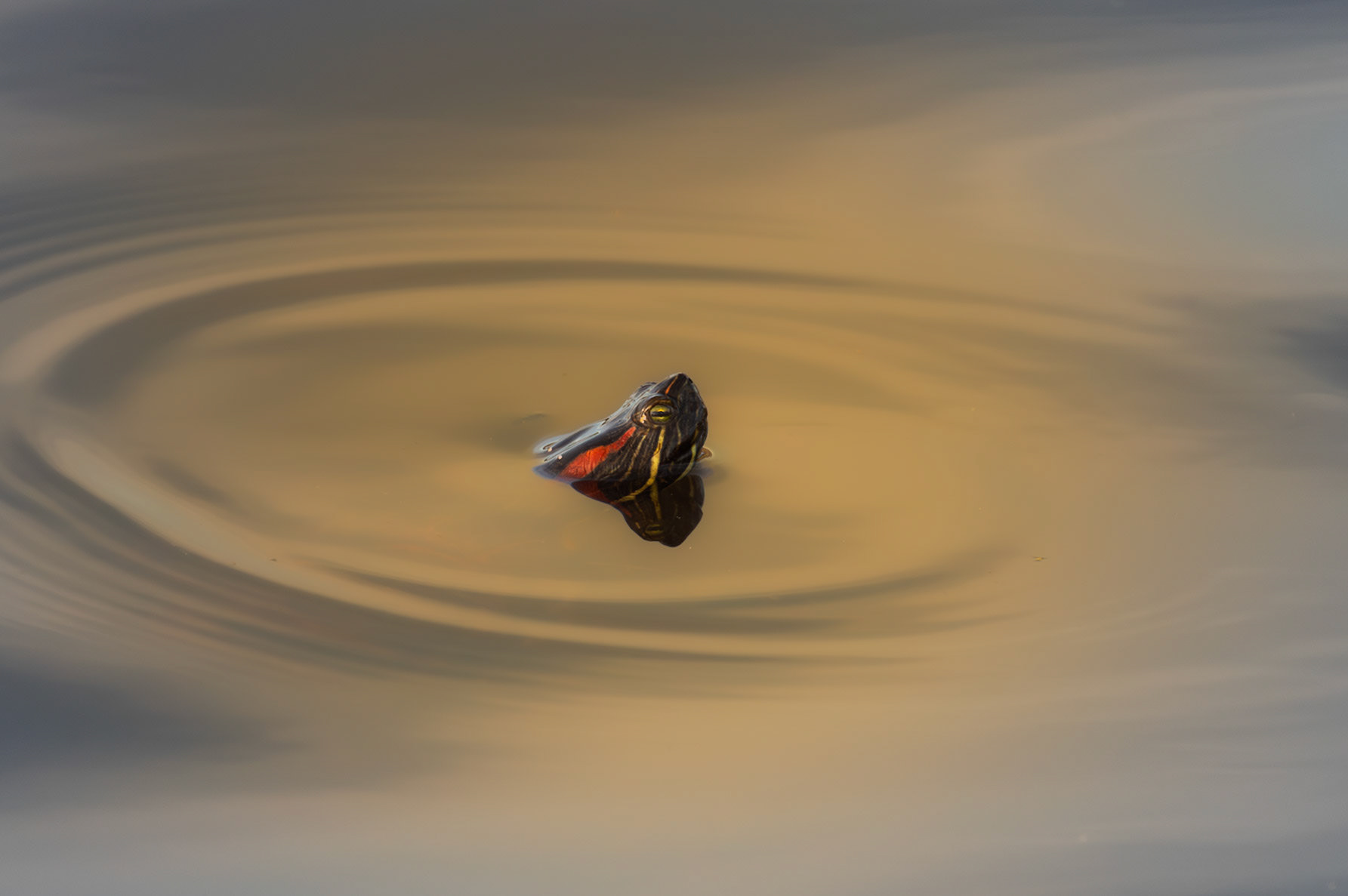 A Turtle