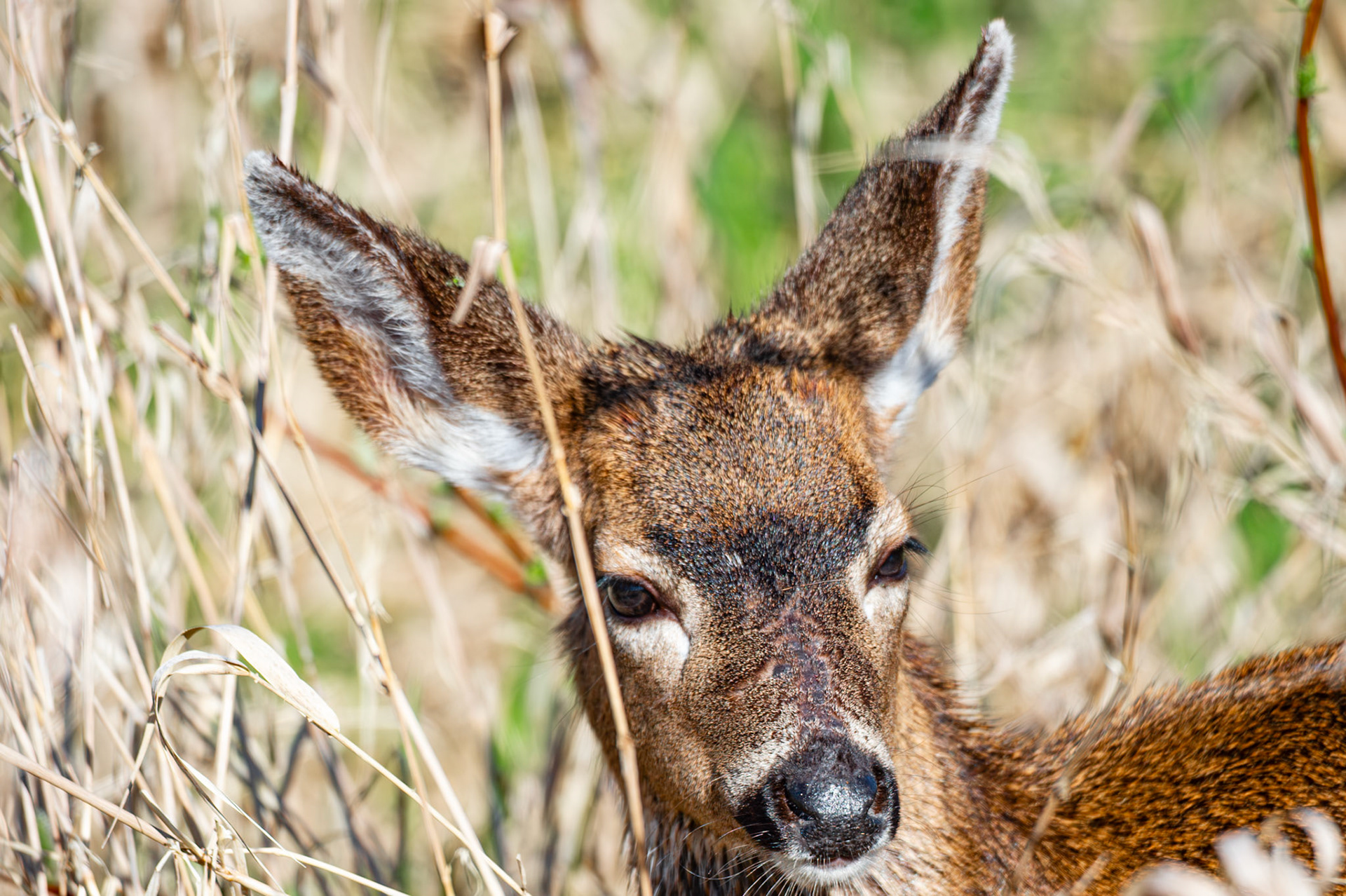 Deers