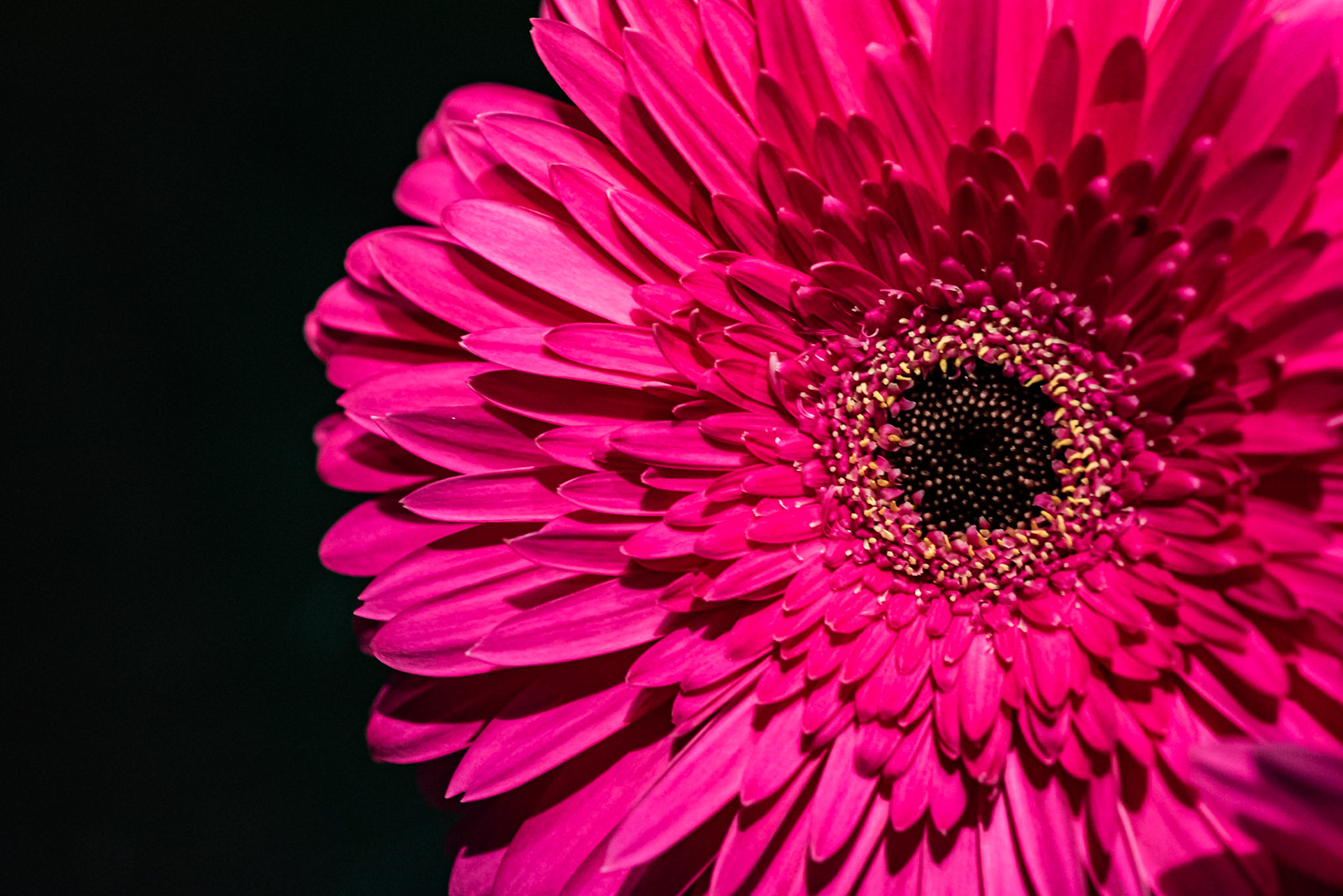 Gerbera Daisies