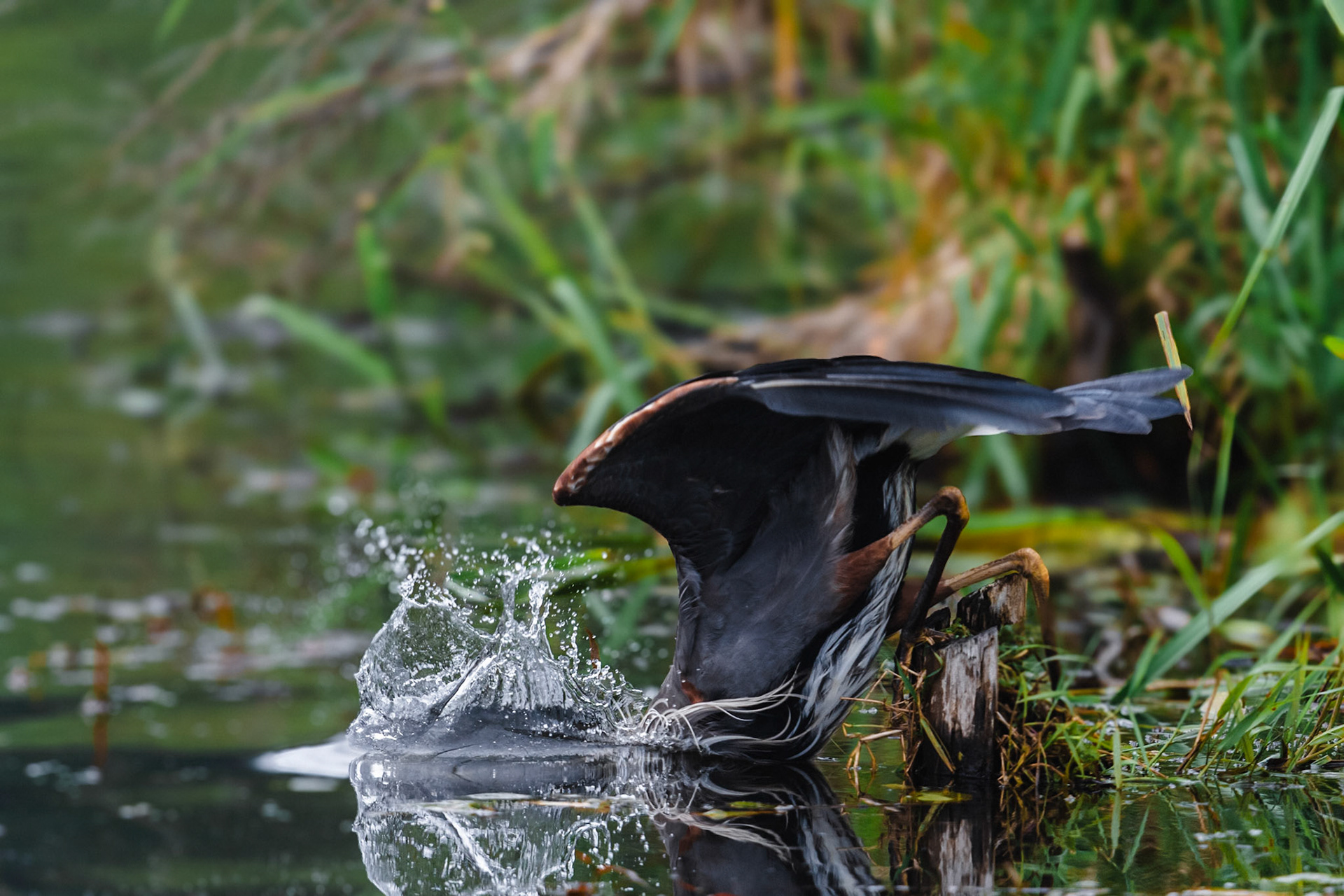 Heron catching a fish