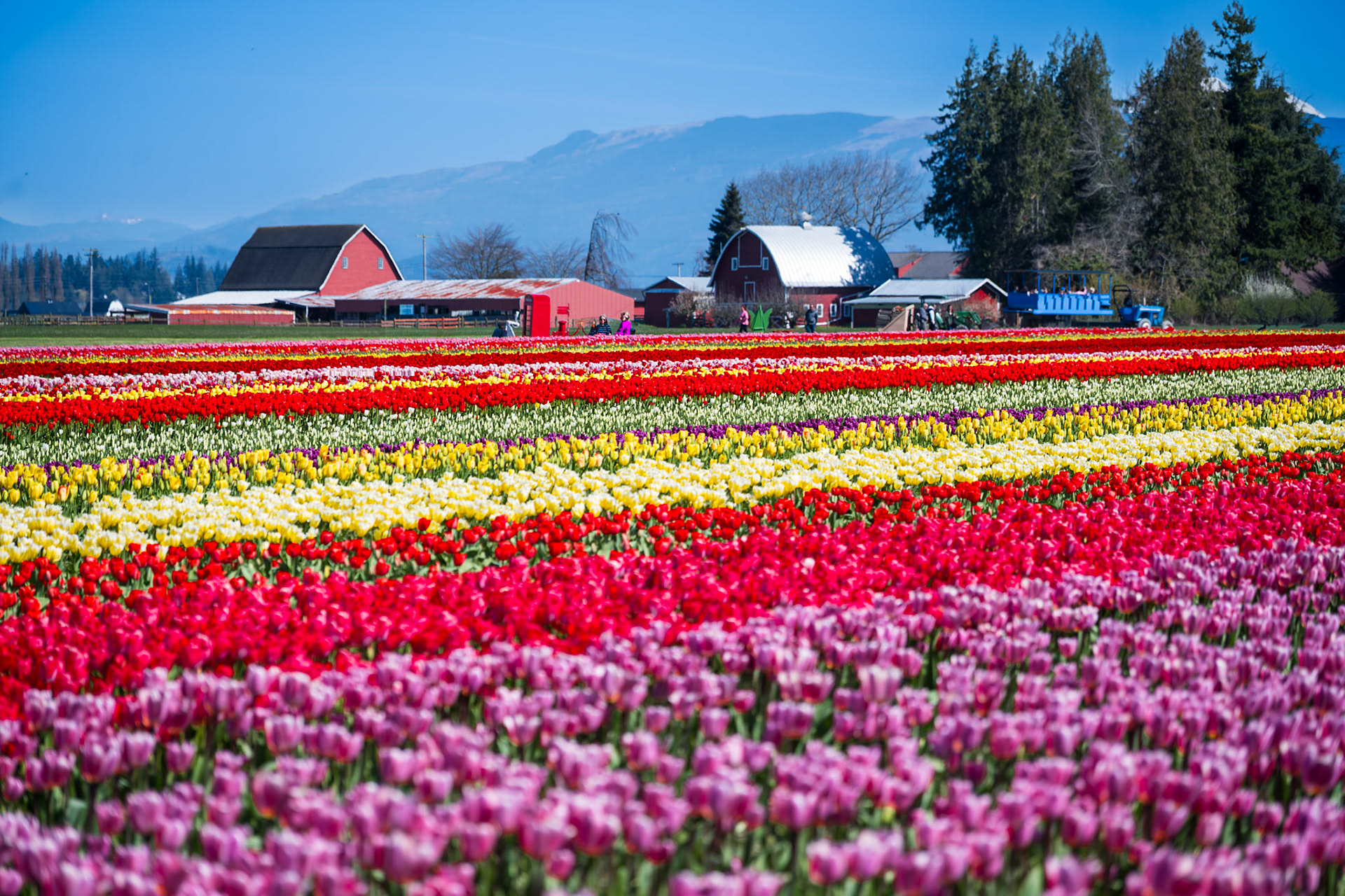Tulip Fields