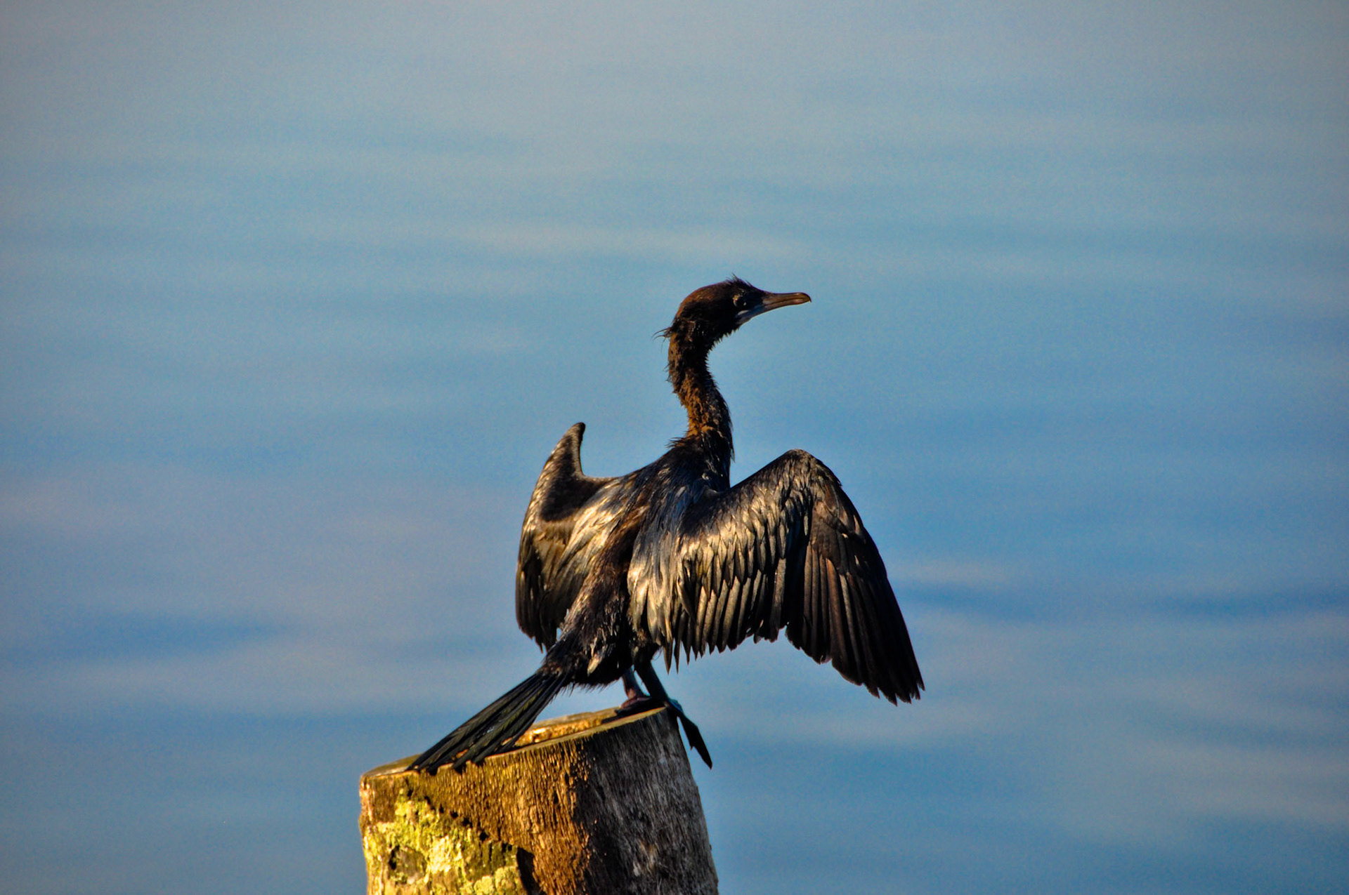 Little Cormorant