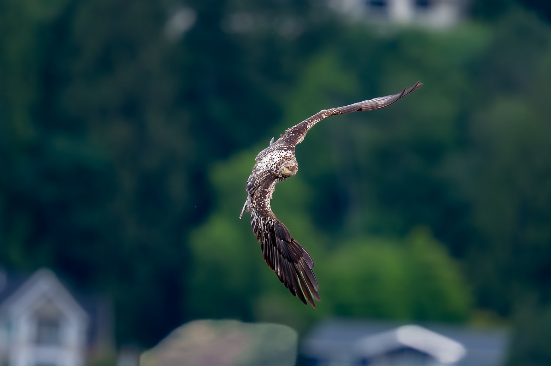 Bald Eagle in flight