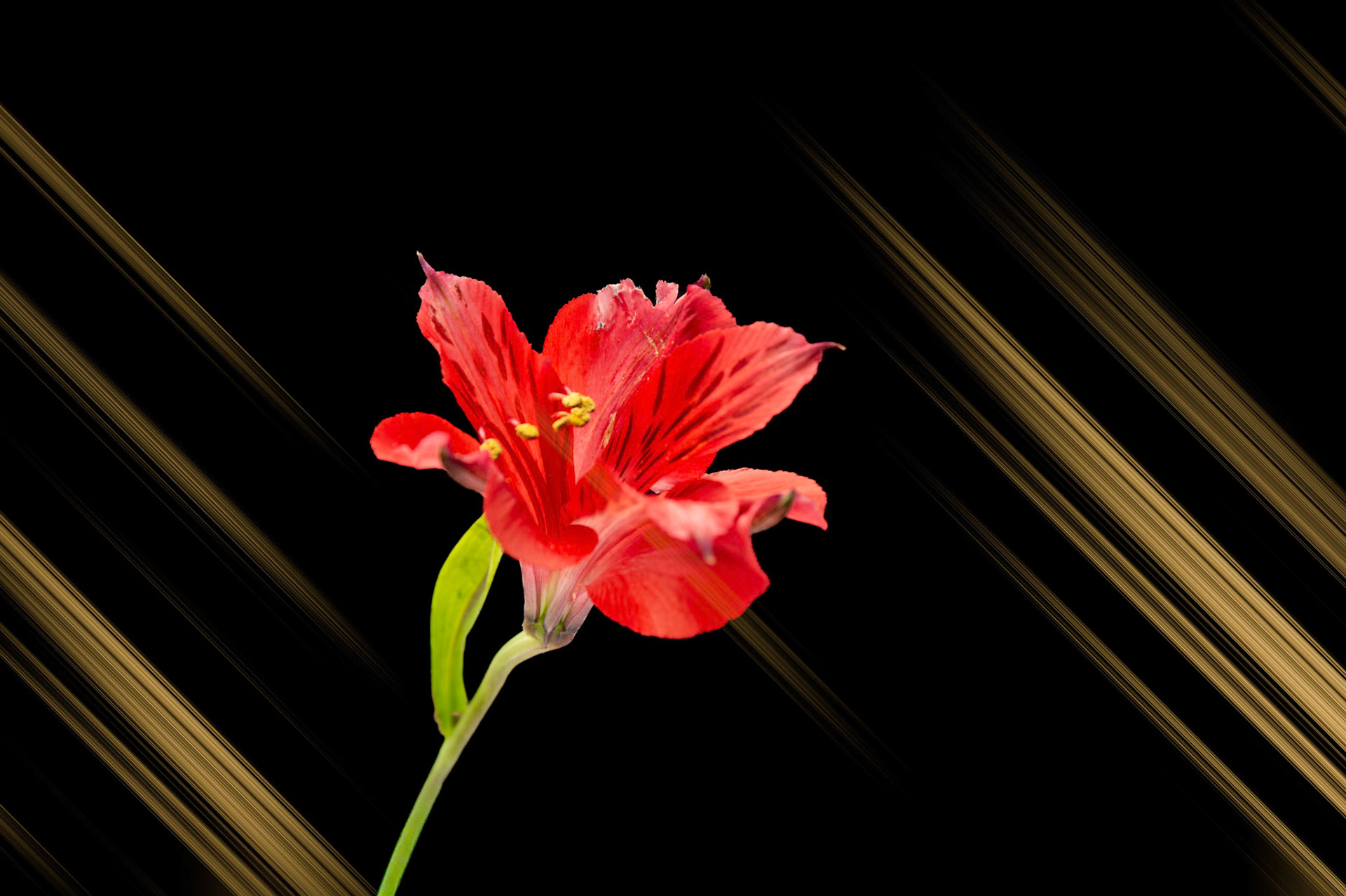 Composite with Peruvian Lily (Lily of the Incas)
