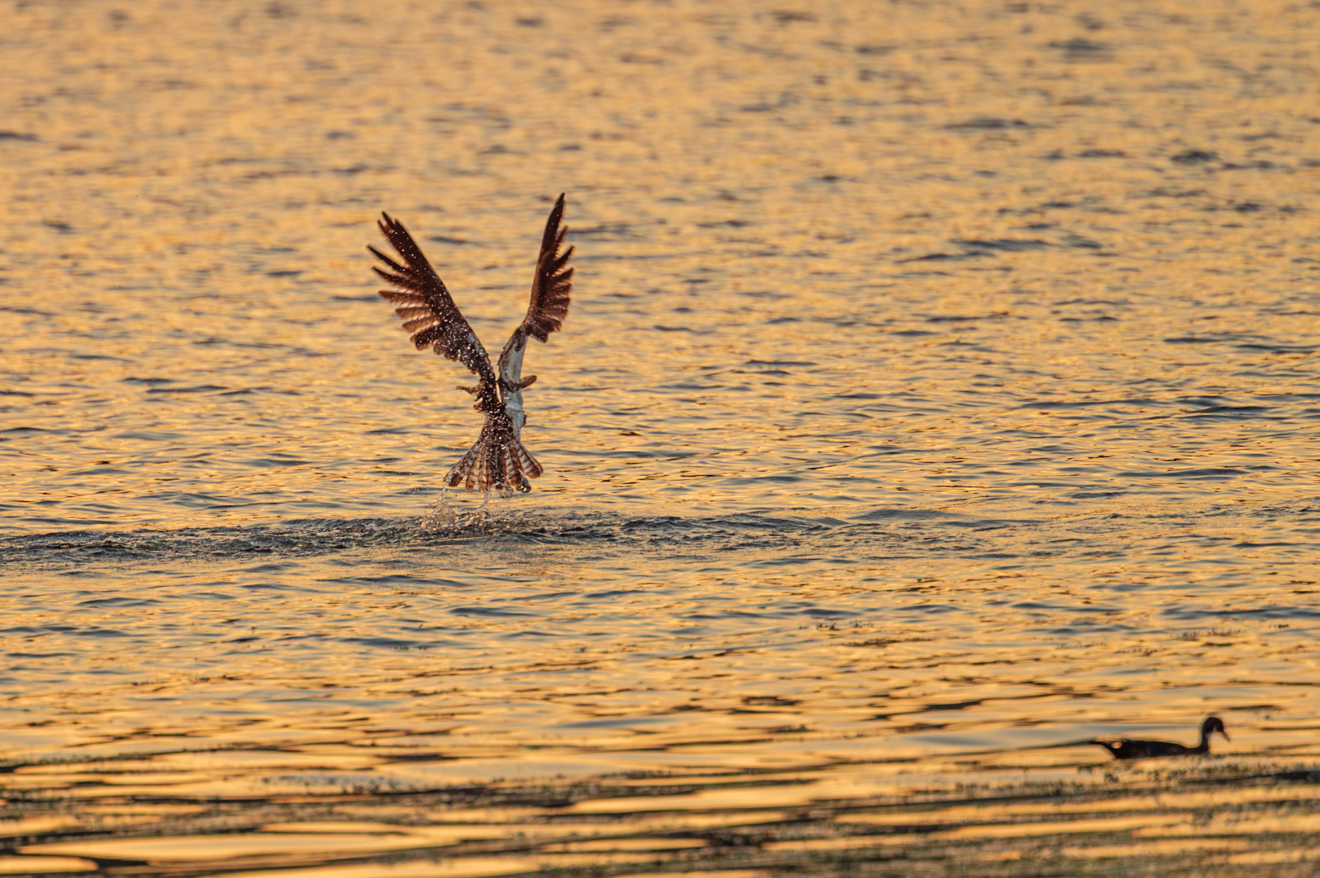 Osprey in flight