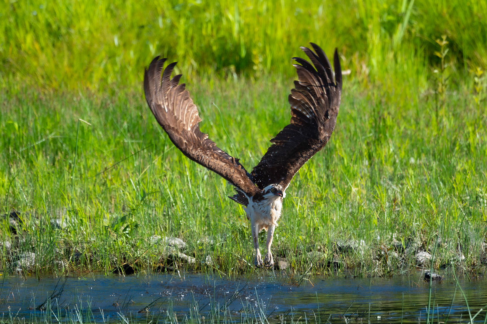Osprey in flight