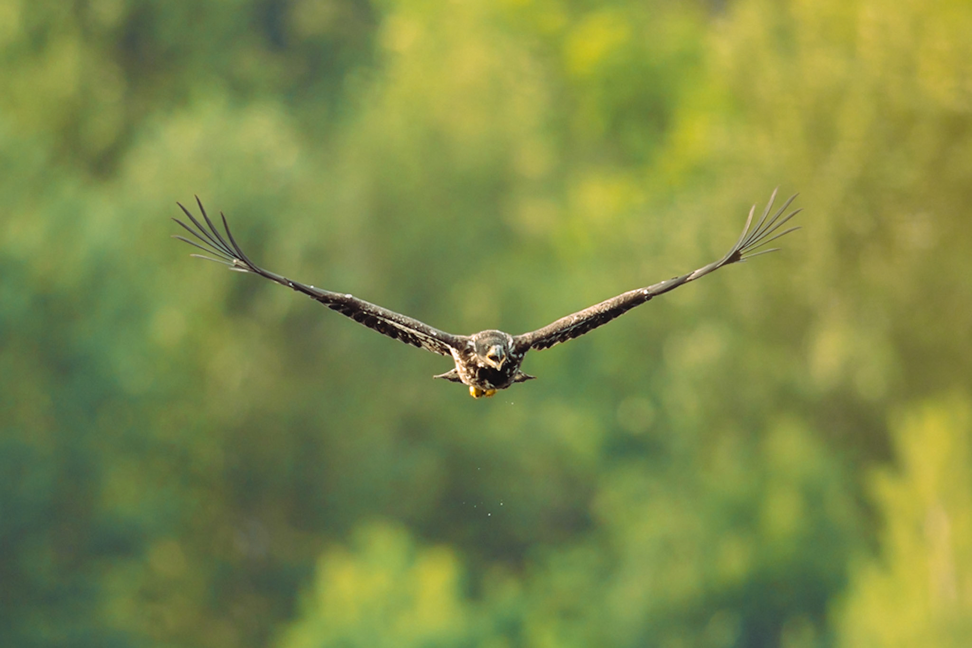Juvenile Bald Eagle in flight
