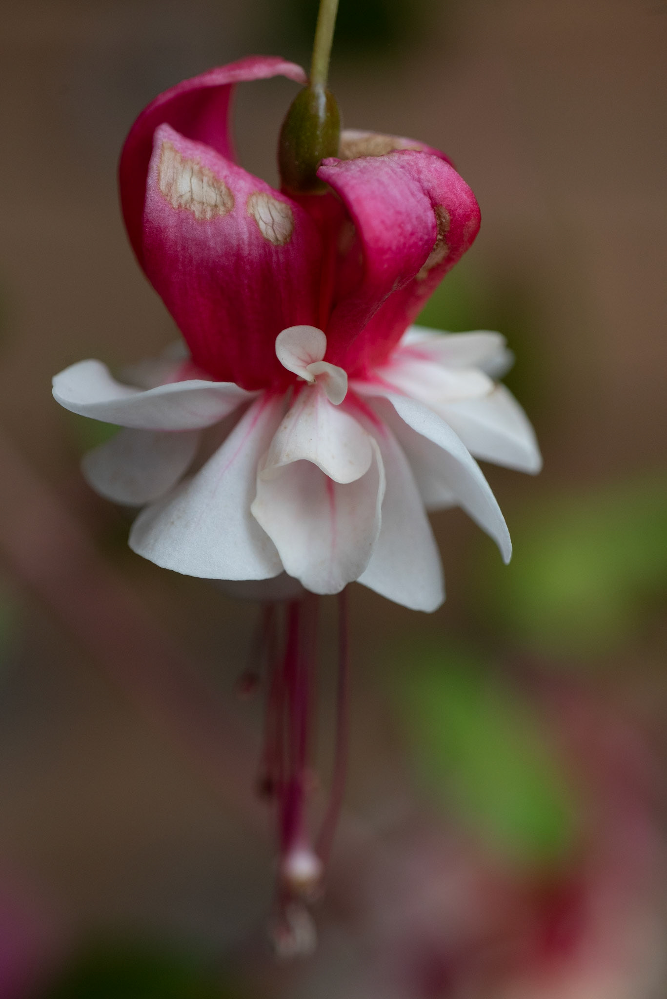 Fuchsia