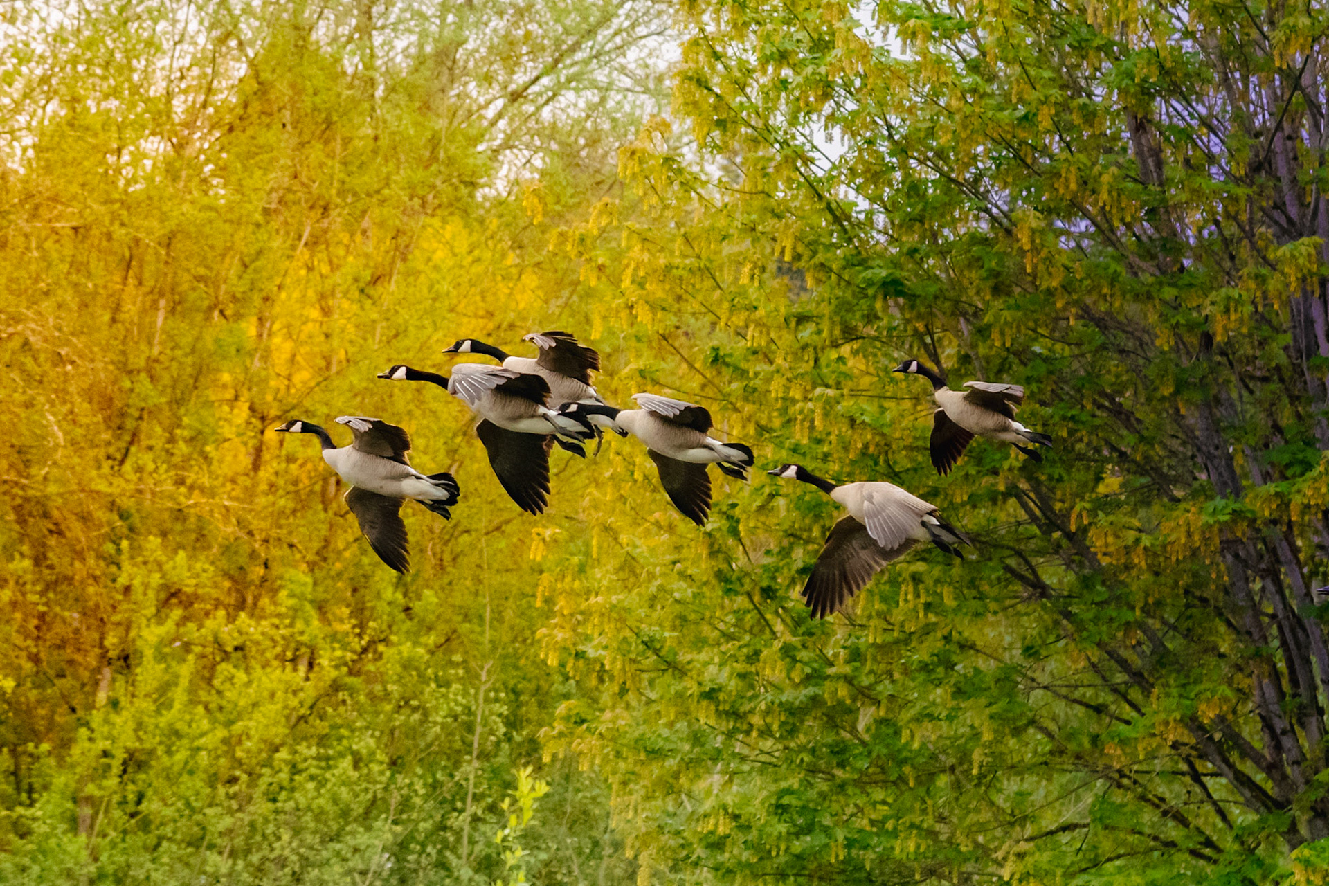 Canada Goose in flight