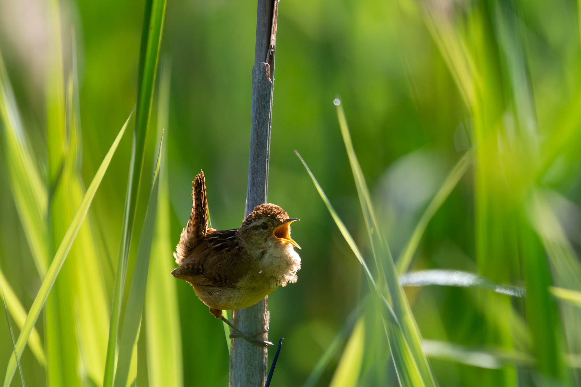 Marsh Wren