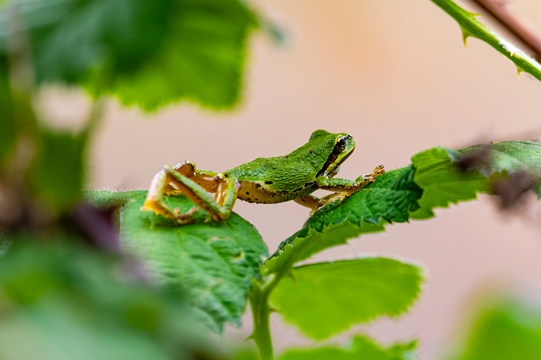 Pacific Tree Frog